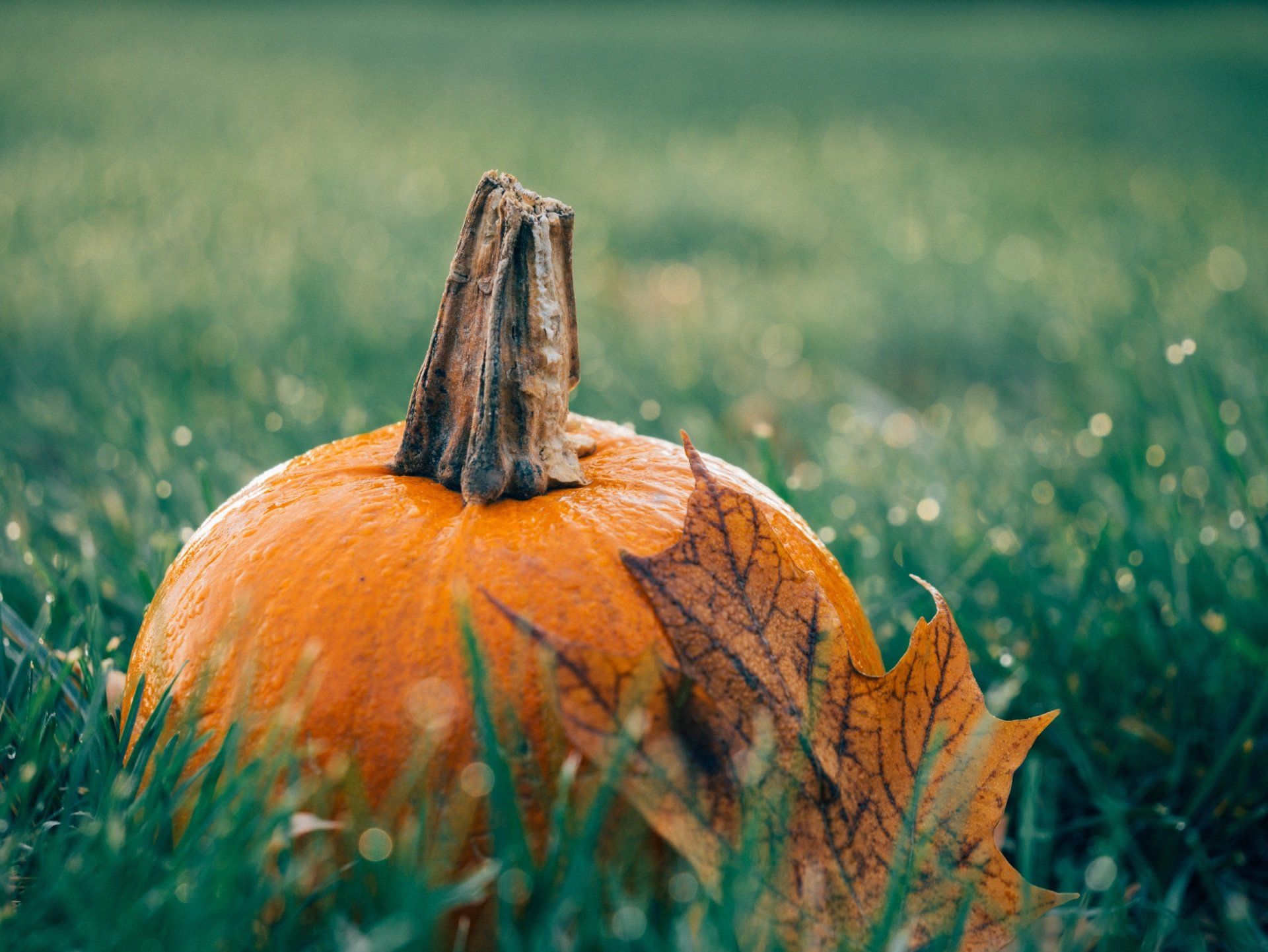 pumpkin in grass field
