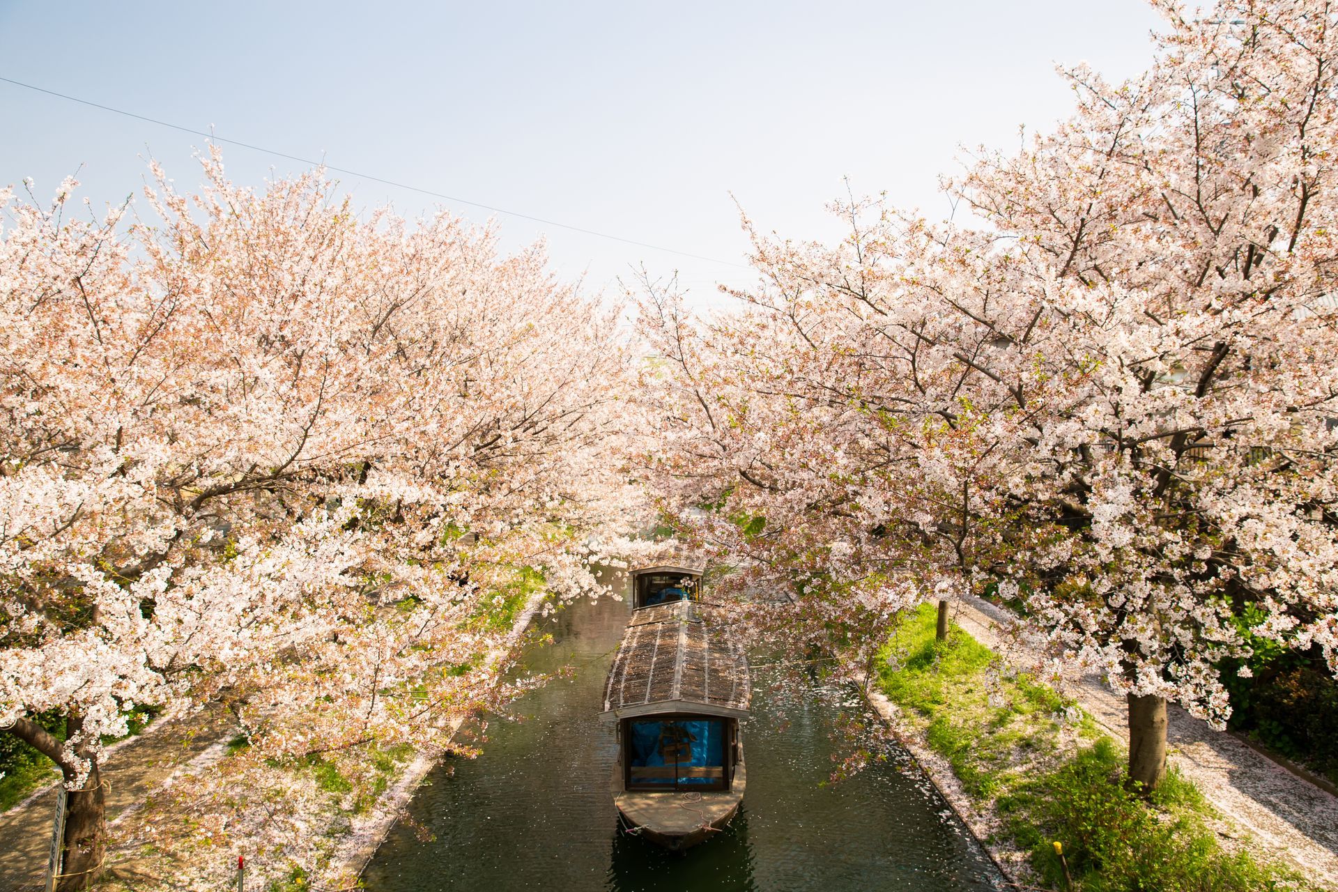 A boat is floating down a river surrounded by cherry blossom trees.