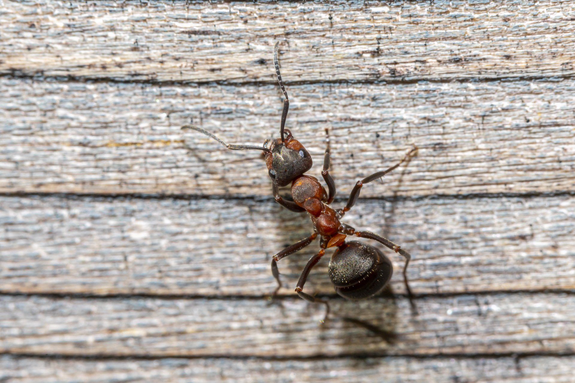 A close up of an ant on a wooden surface.