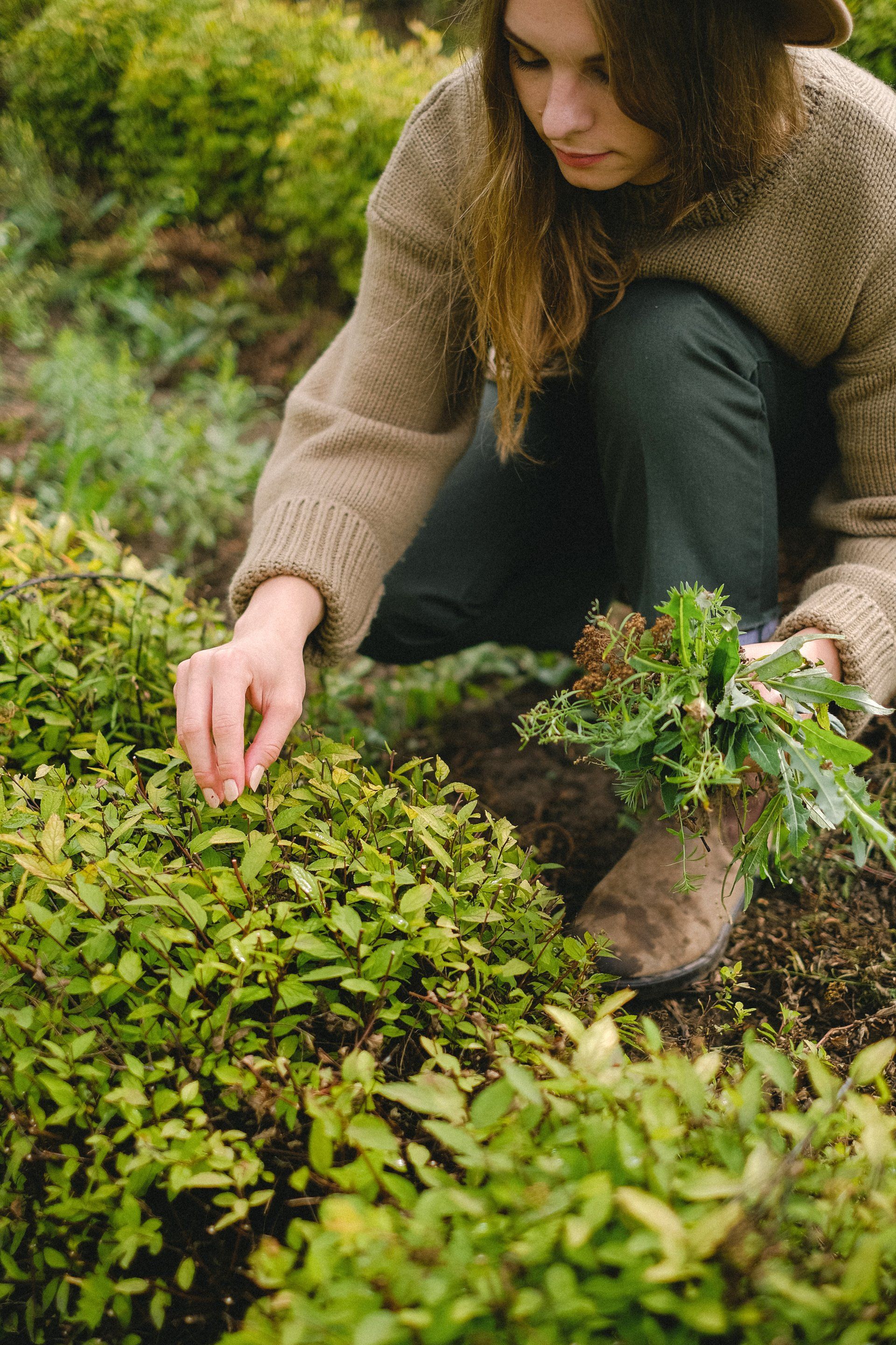 How to Transplant Shrubs?