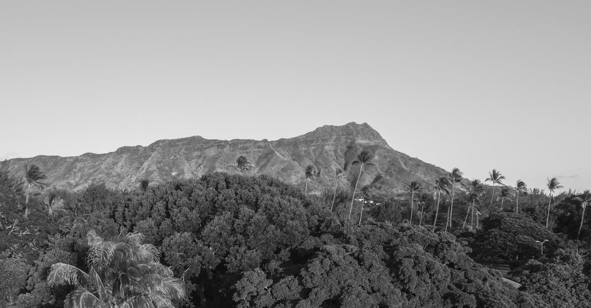a view of diamond head crater while on our tour