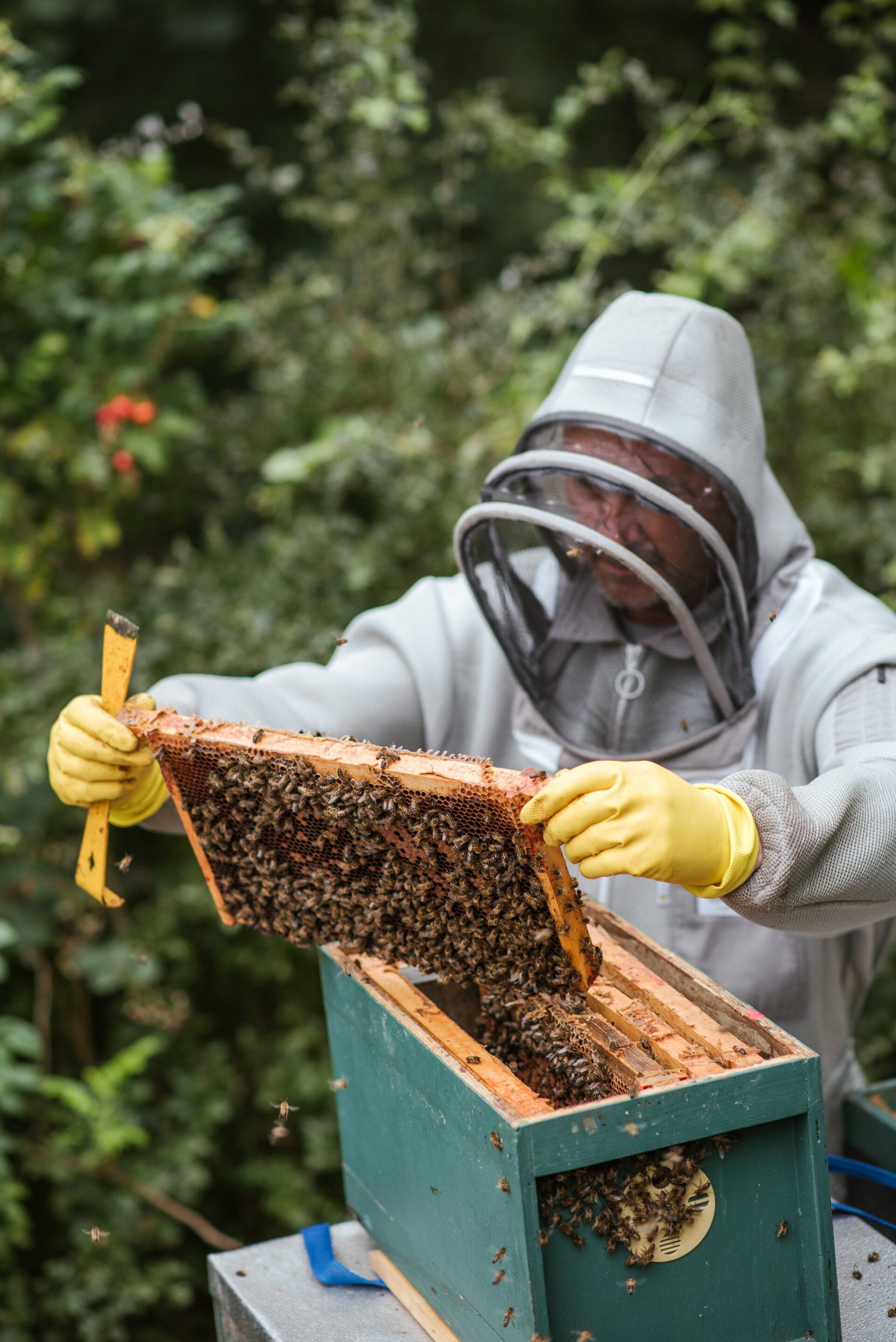 A man in a bee suit is looking at a beehive.