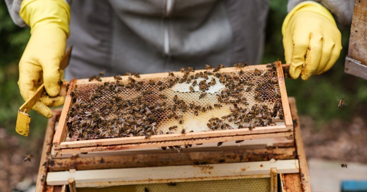 A person wearing yellow gloves is working on a beehive.