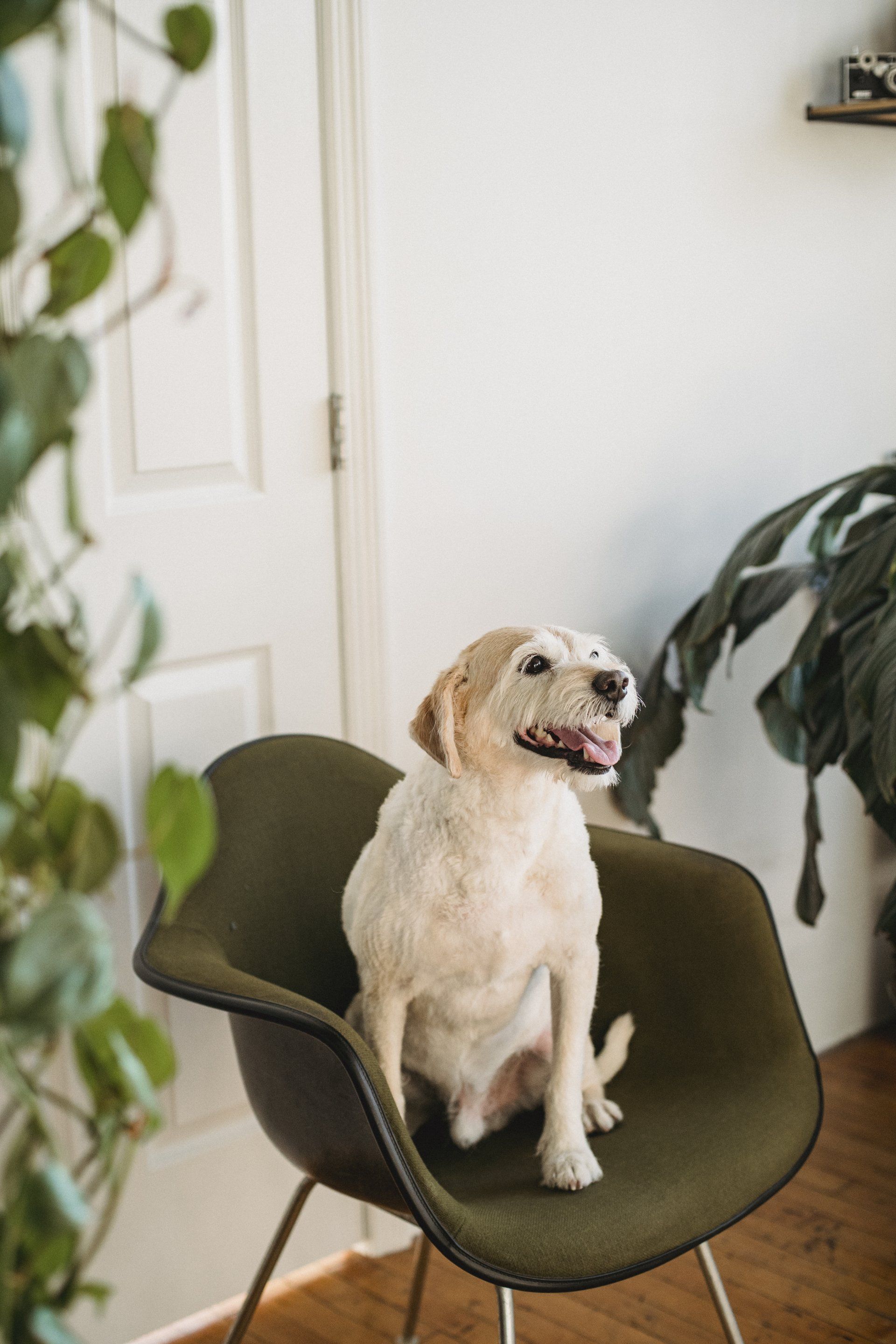 11 Ways To Tire Out A Dog In A Small Space