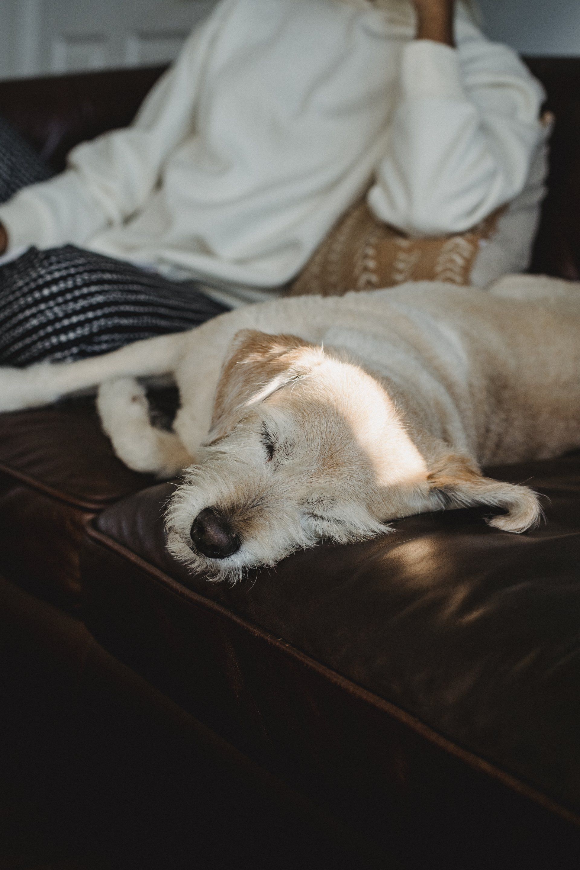 a dog is laying on a couch next to a person .