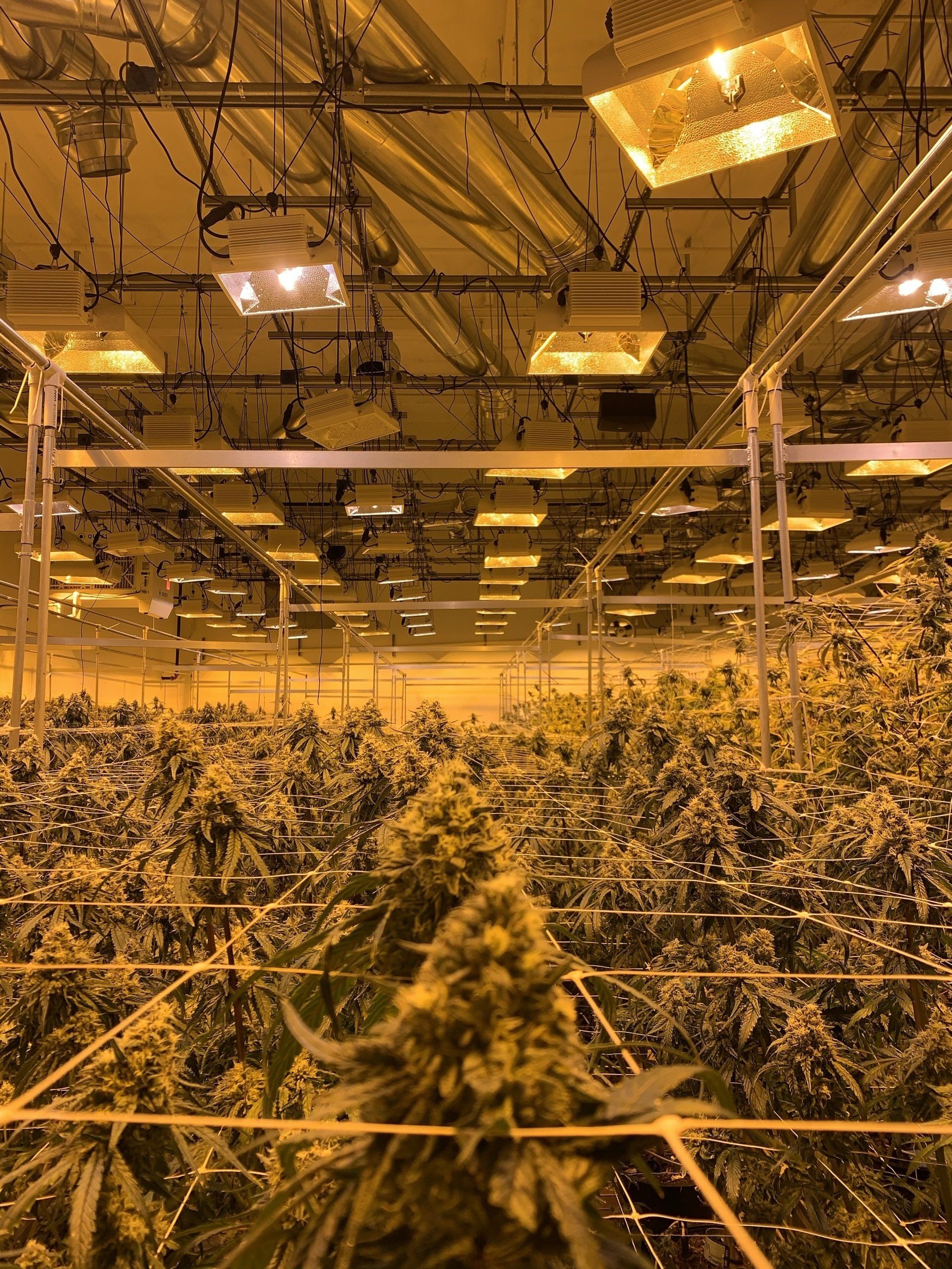 Cannabis Indoor Plantation