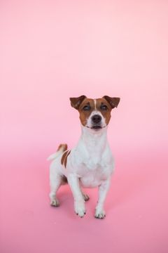 A small brown and white dog is standing on a pink background.