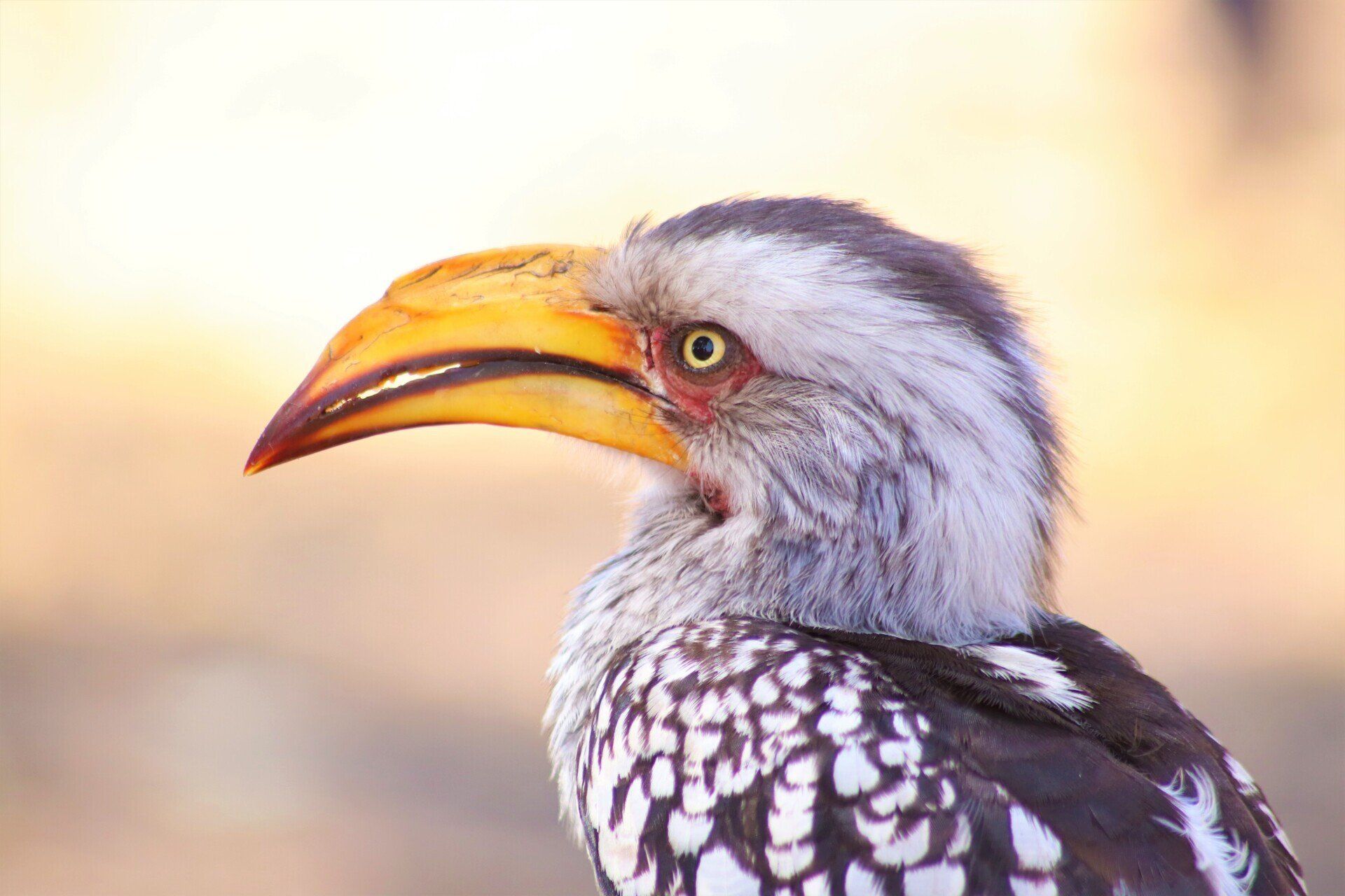 a close up of a bird with a yellow beak