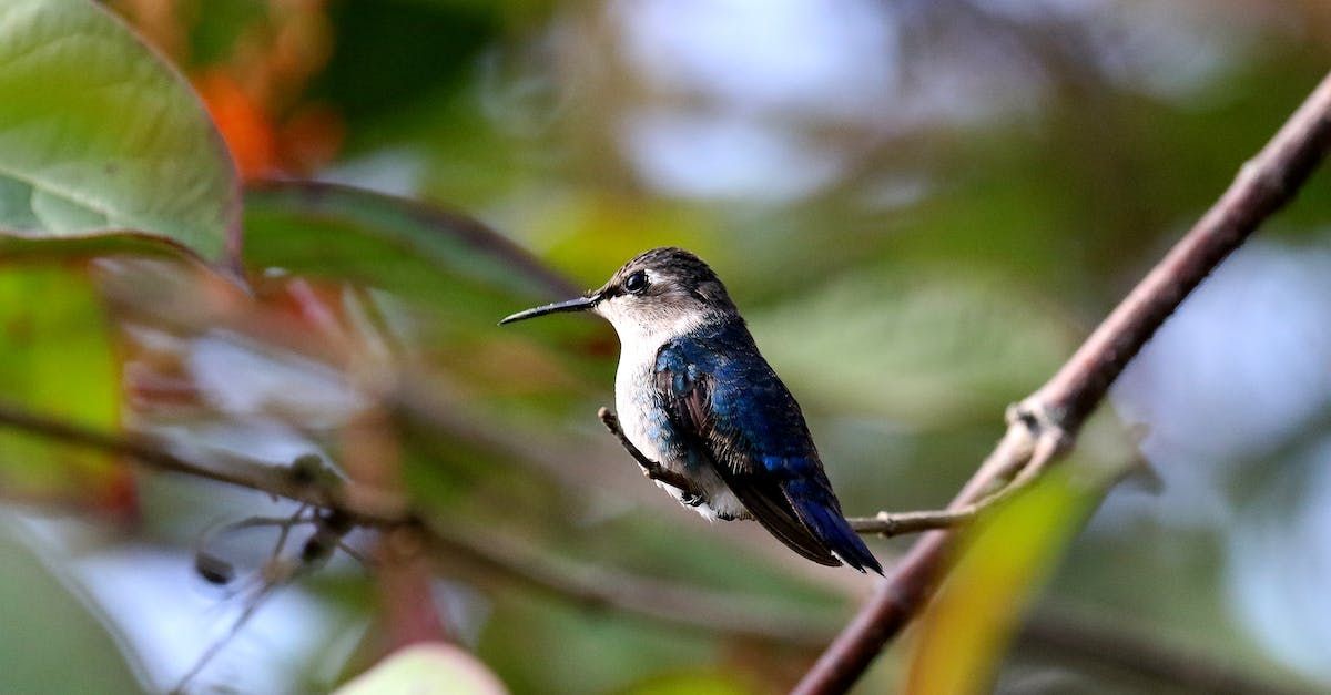 hummingbird on stick