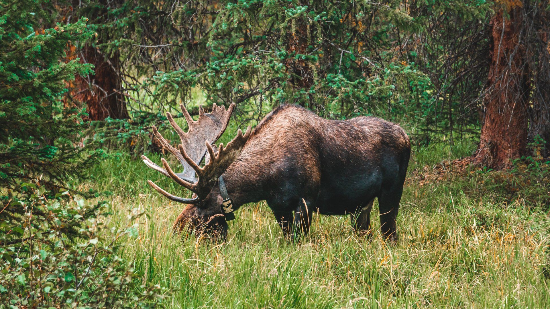 A moose with antlers is grazing in the grass in the woods.