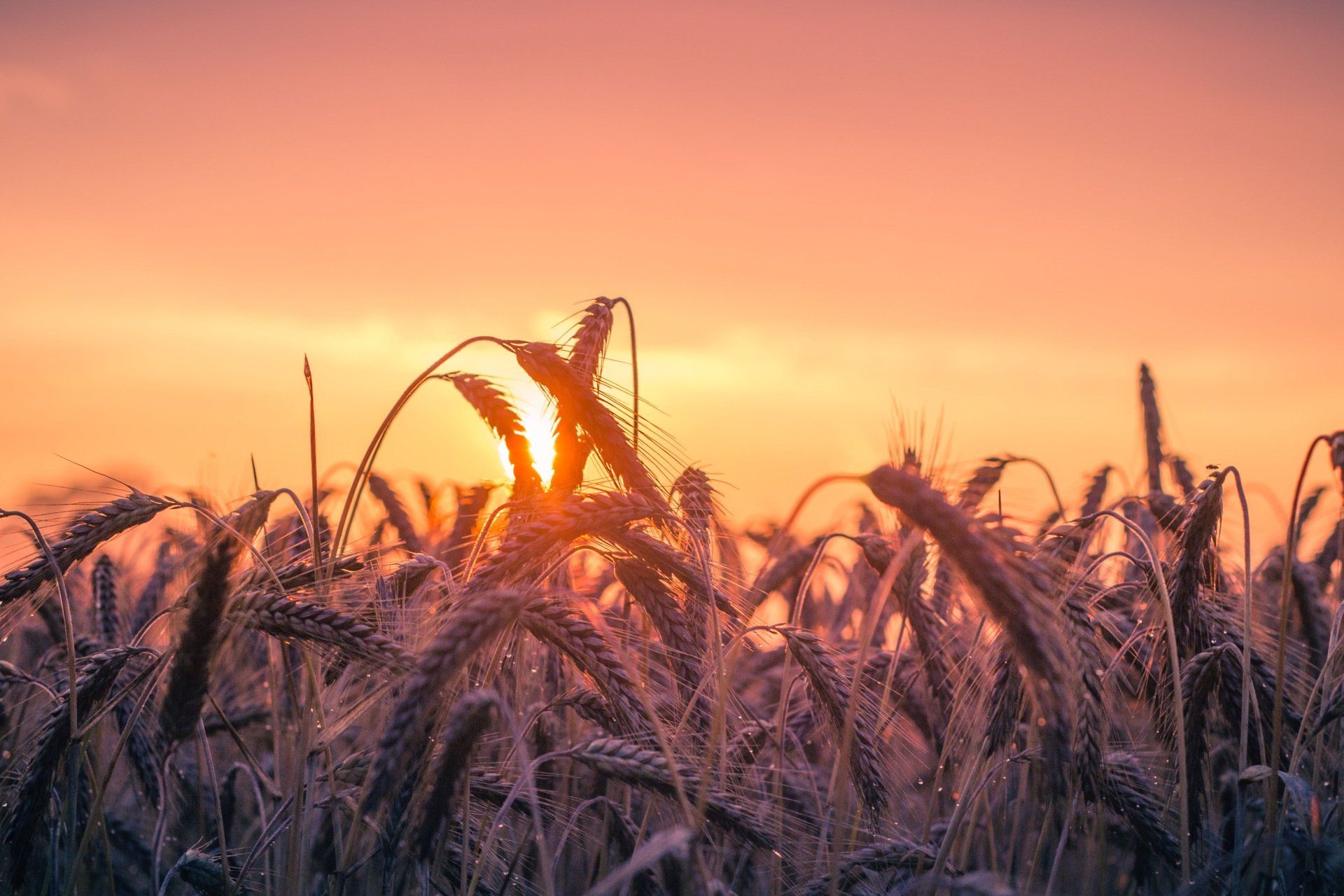 A field of wheat with the sun setting behind it