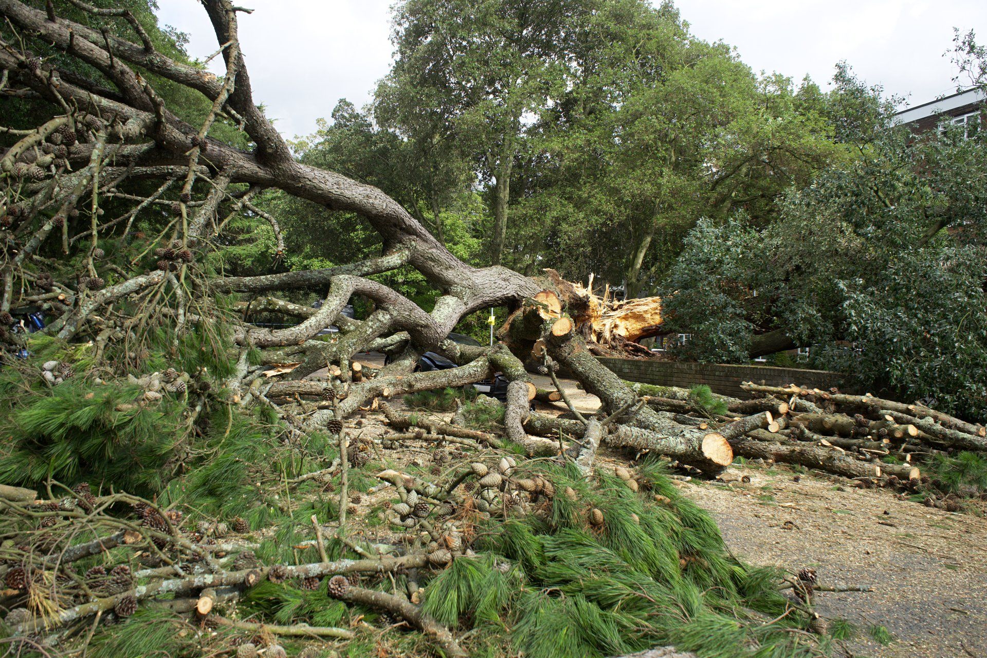 Tree Trimming | Land O Lakes, FL | Turning Point Property Maintenance