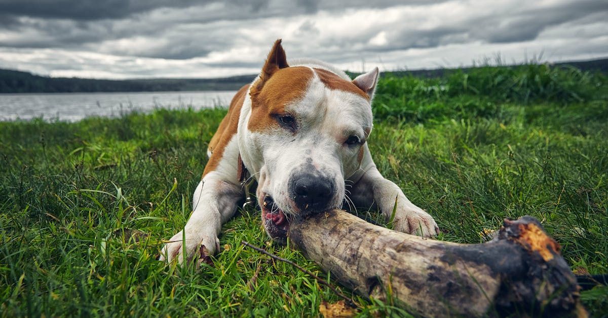 dog bite in New Jersey