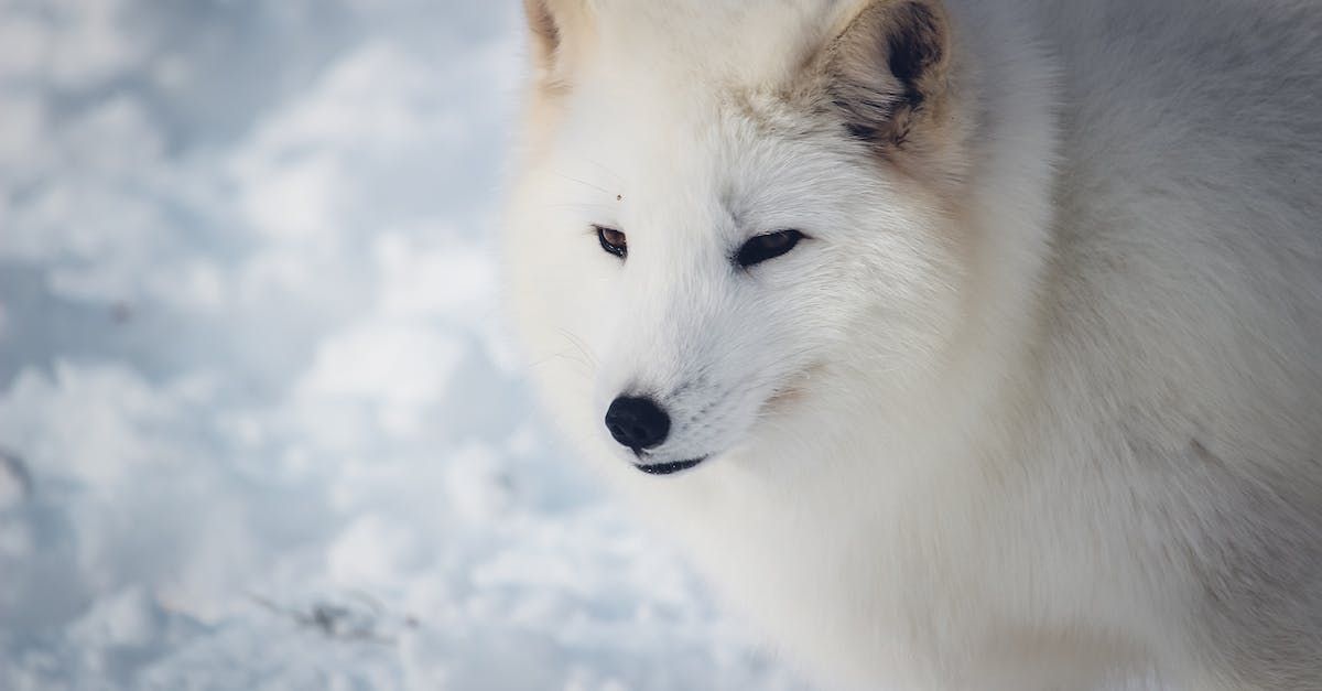 White Arctic fox in snowy environment, looking down with a slightly closed eye.