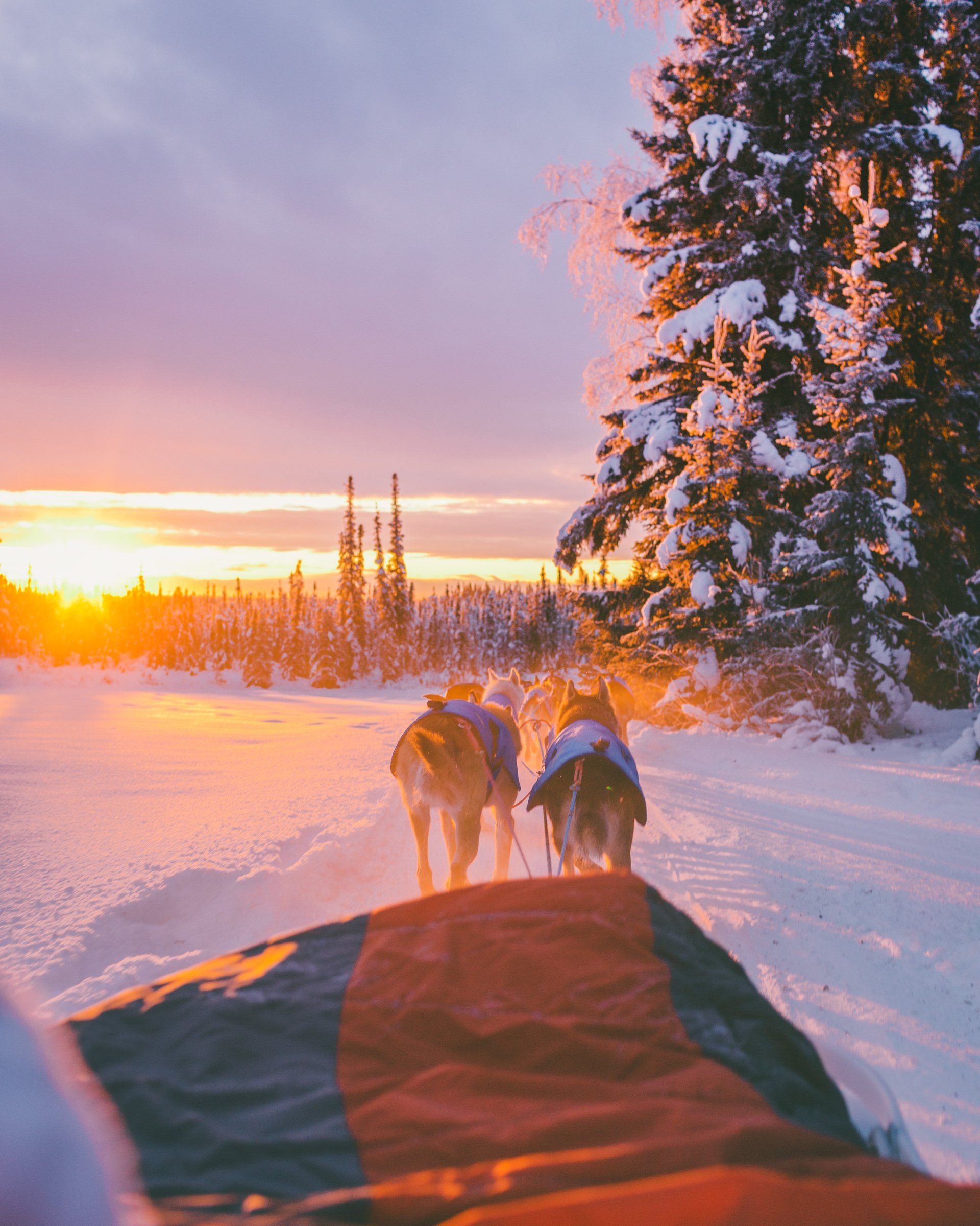 Things to Do in Lapland, Santa Huskies Sledge - Blog Post Barters Travelnet