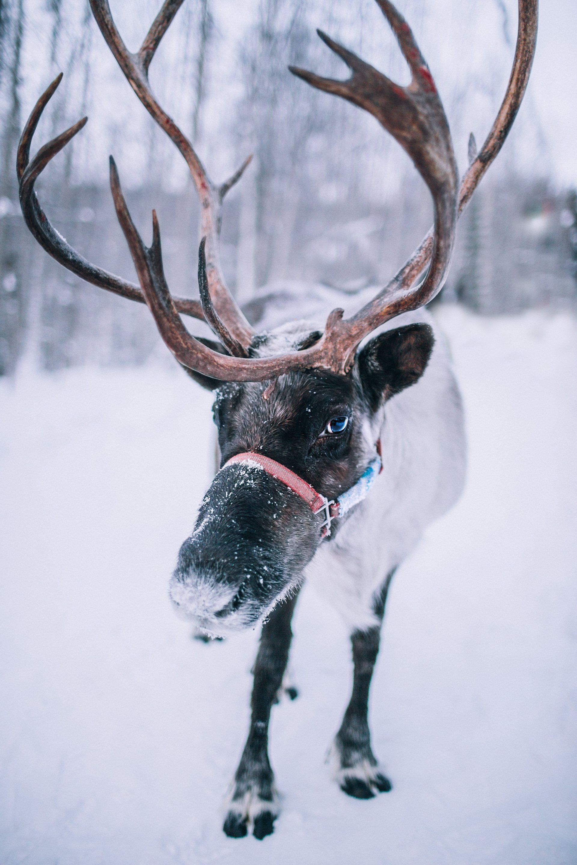 A reindeer with antlers is standing in the snow.