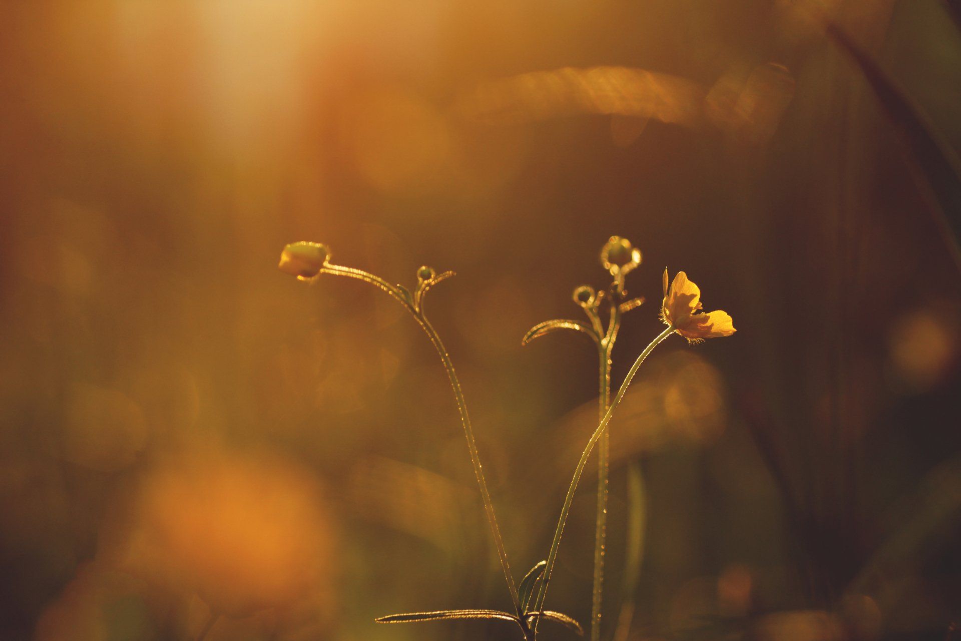 A close up of a flower in a field at sunset.