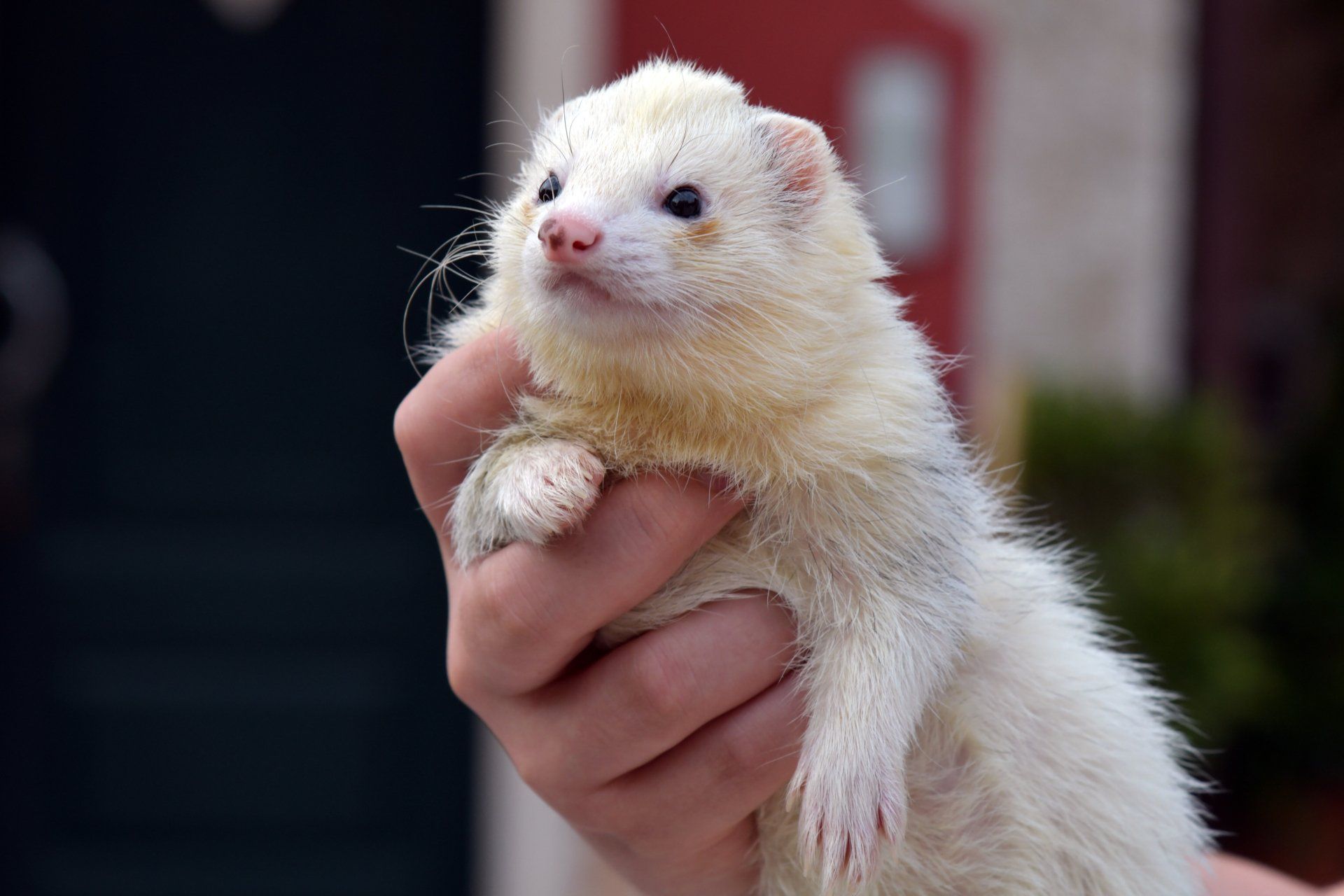 White ferret held up by hand