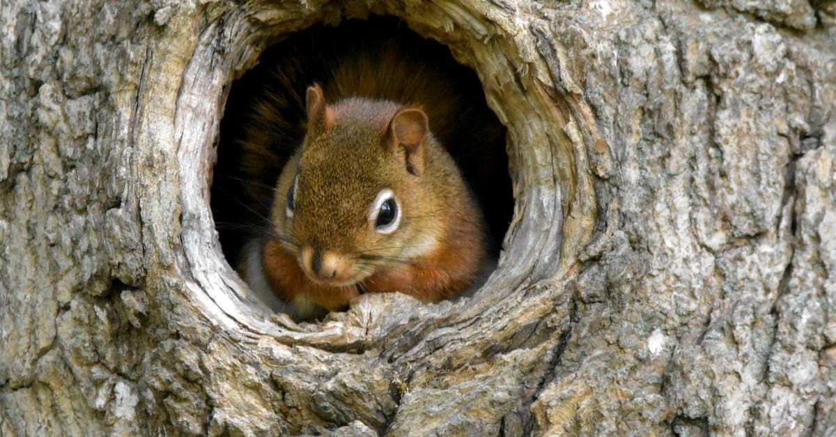 Squirrel in nest