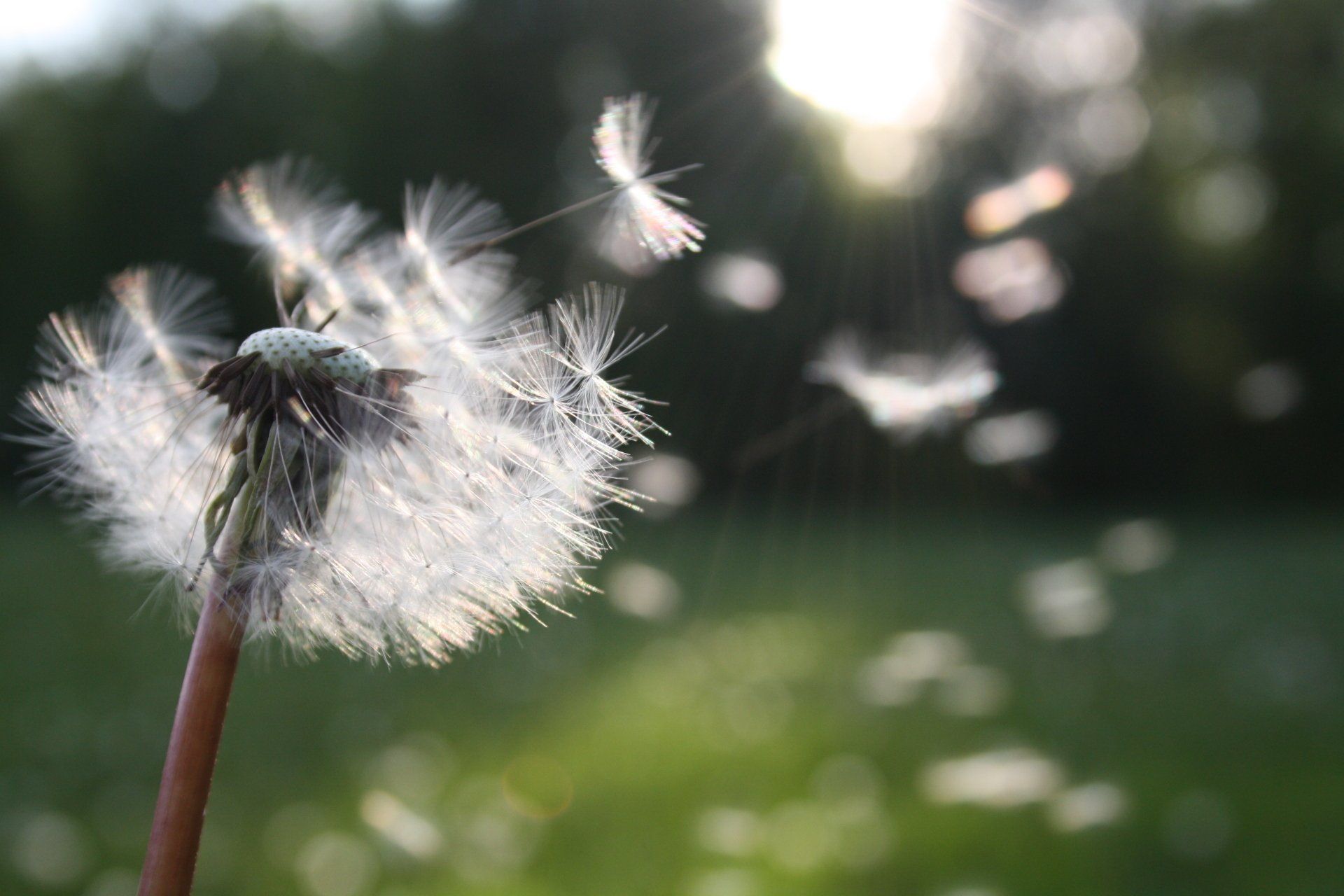 A dandelion is blowing in the wind in a field.