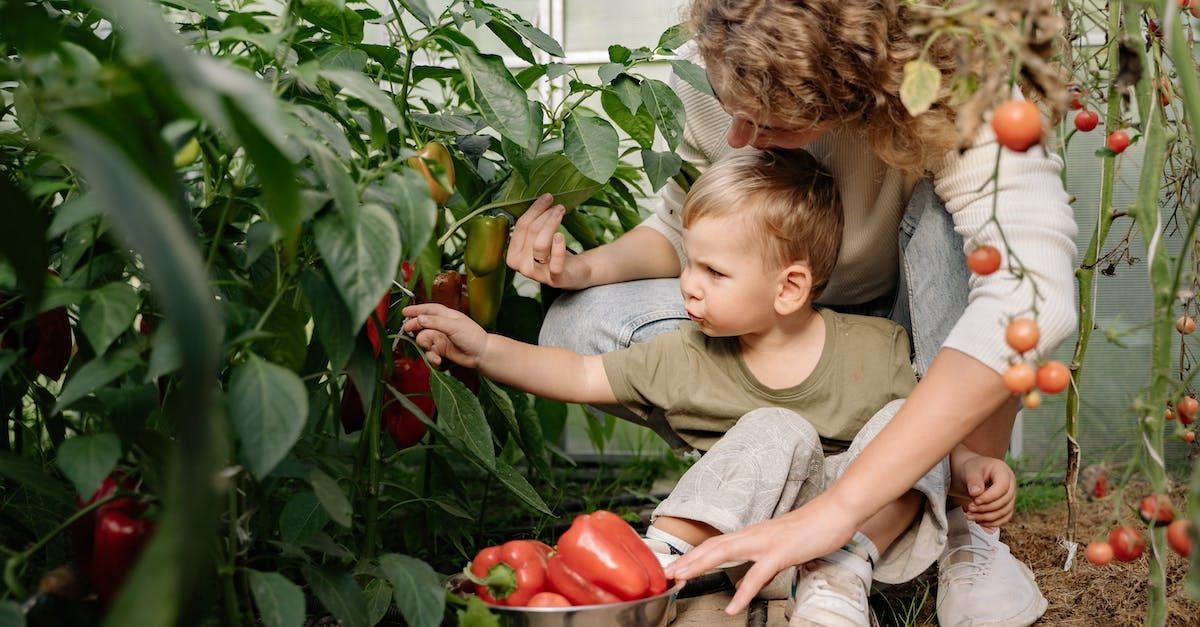 A woman and a child are picking peppers in a greenhouse.