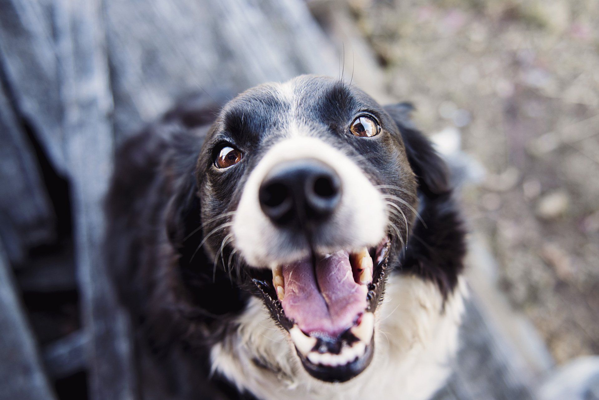 Black and White Border Collie smiling into camera, mouth wide open staring upwards