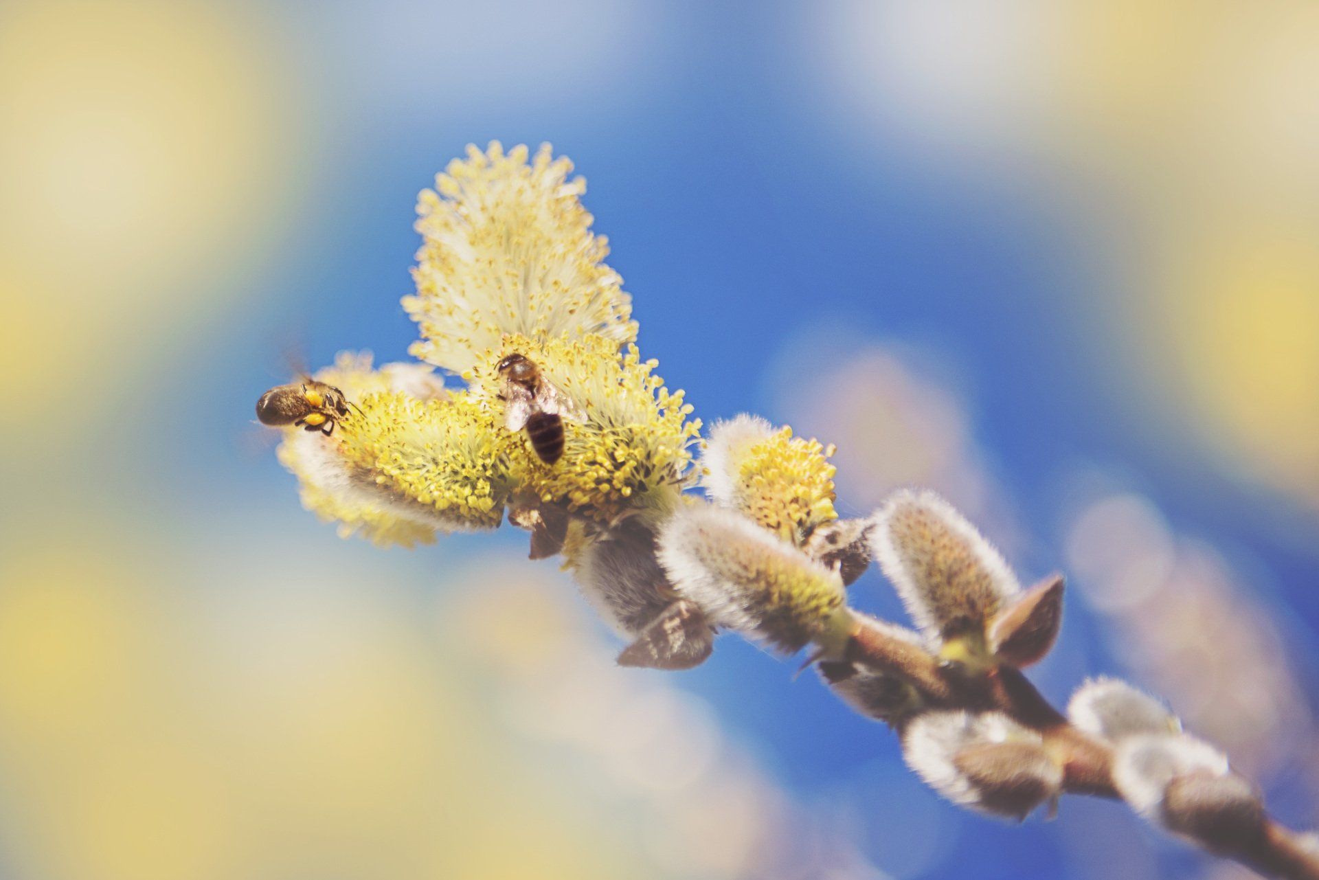 Two bees are sitting on a willow branch with yellow flowers.