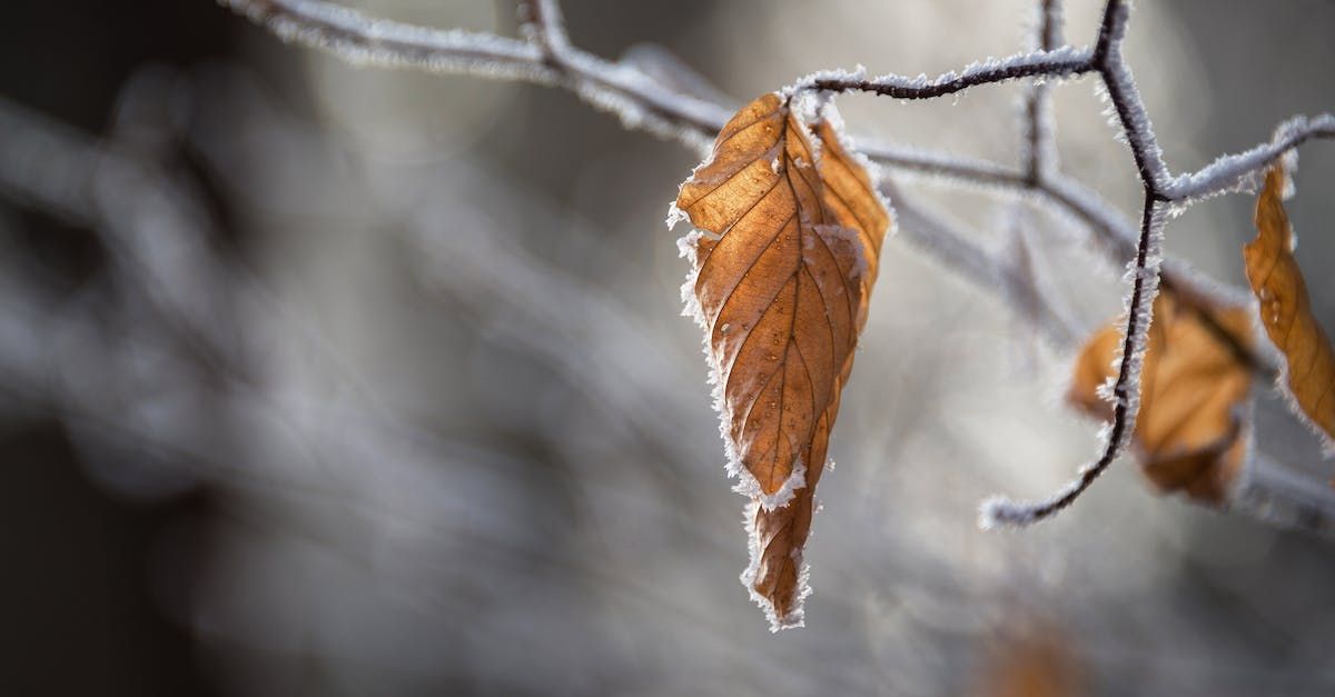 Almanac for November 2023 by Sue Cartwright, Spiral Leaf
