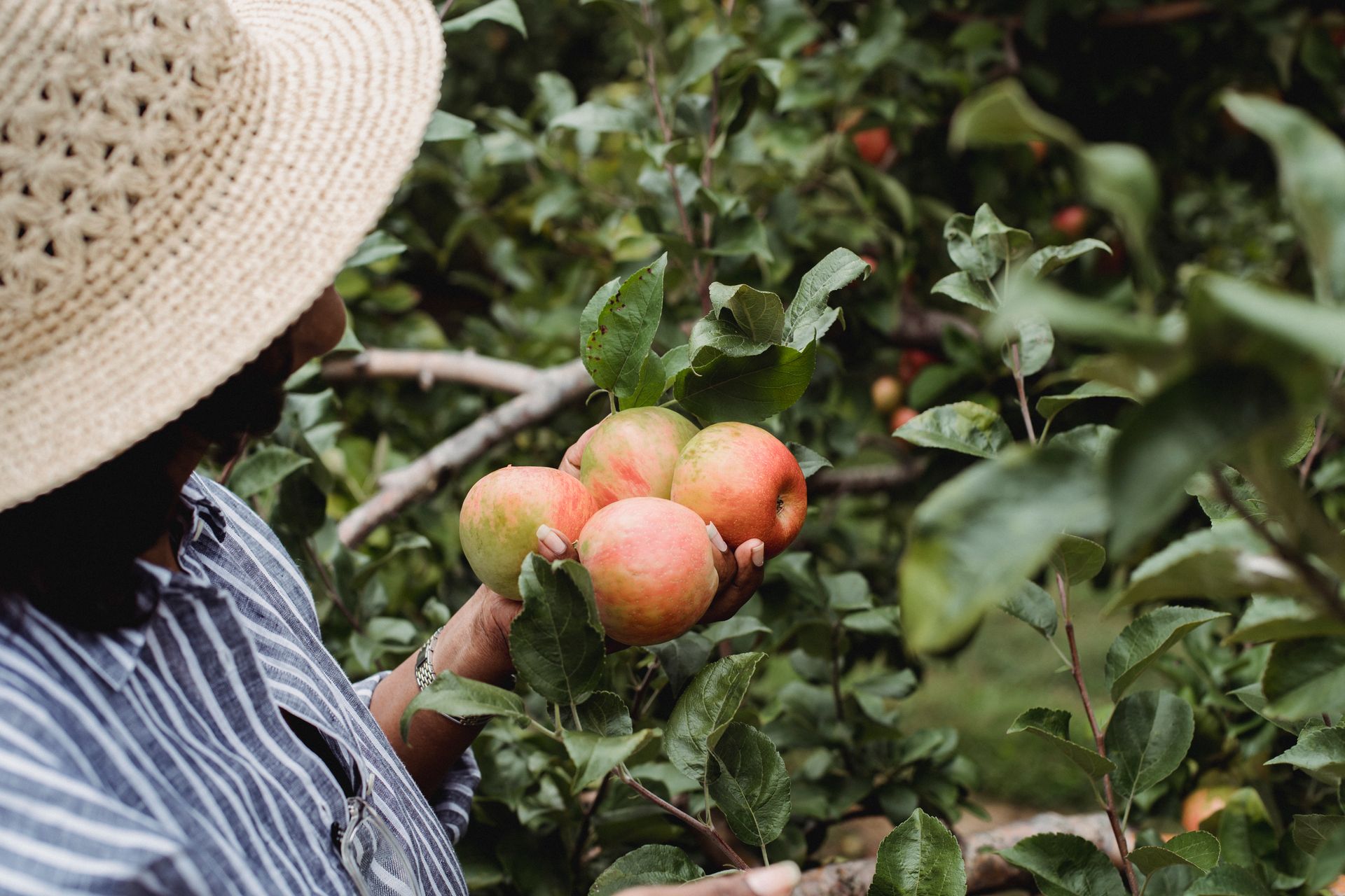 A man in a straw hat is picking apples from a tree.