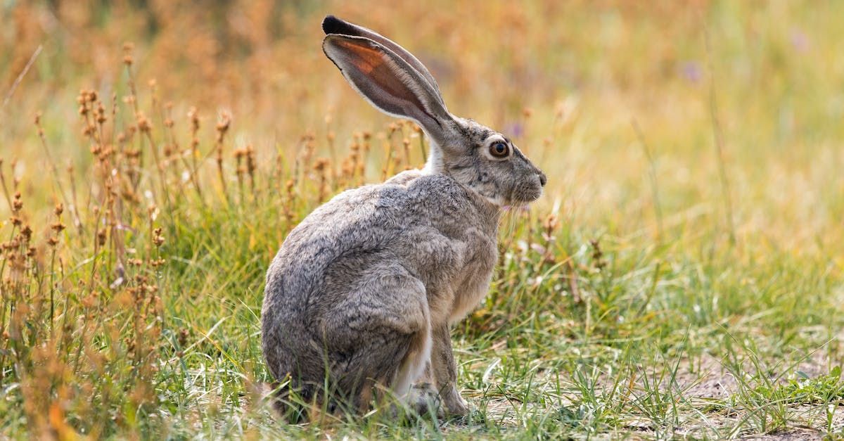 A Hare Leaps - A Poem by Sue Cartwright, Spiral Leaf