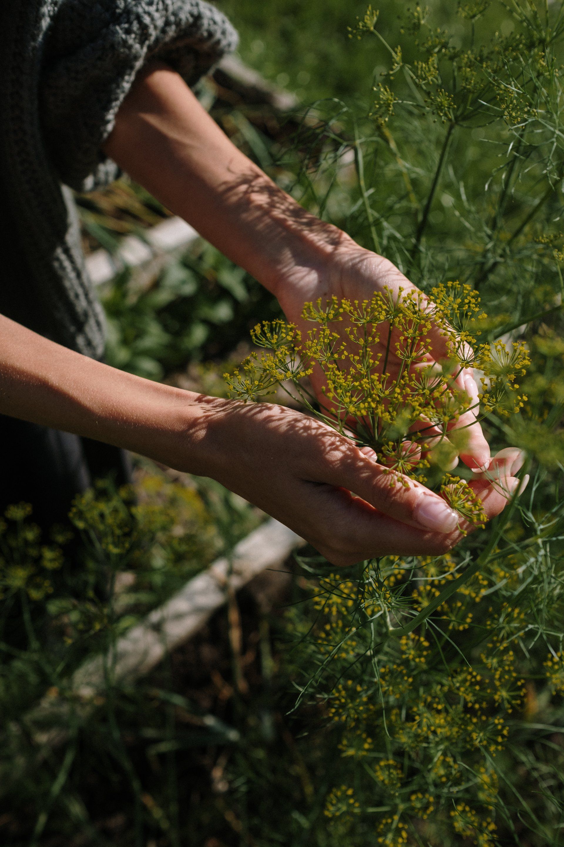 A person is holding a plant in their hands.