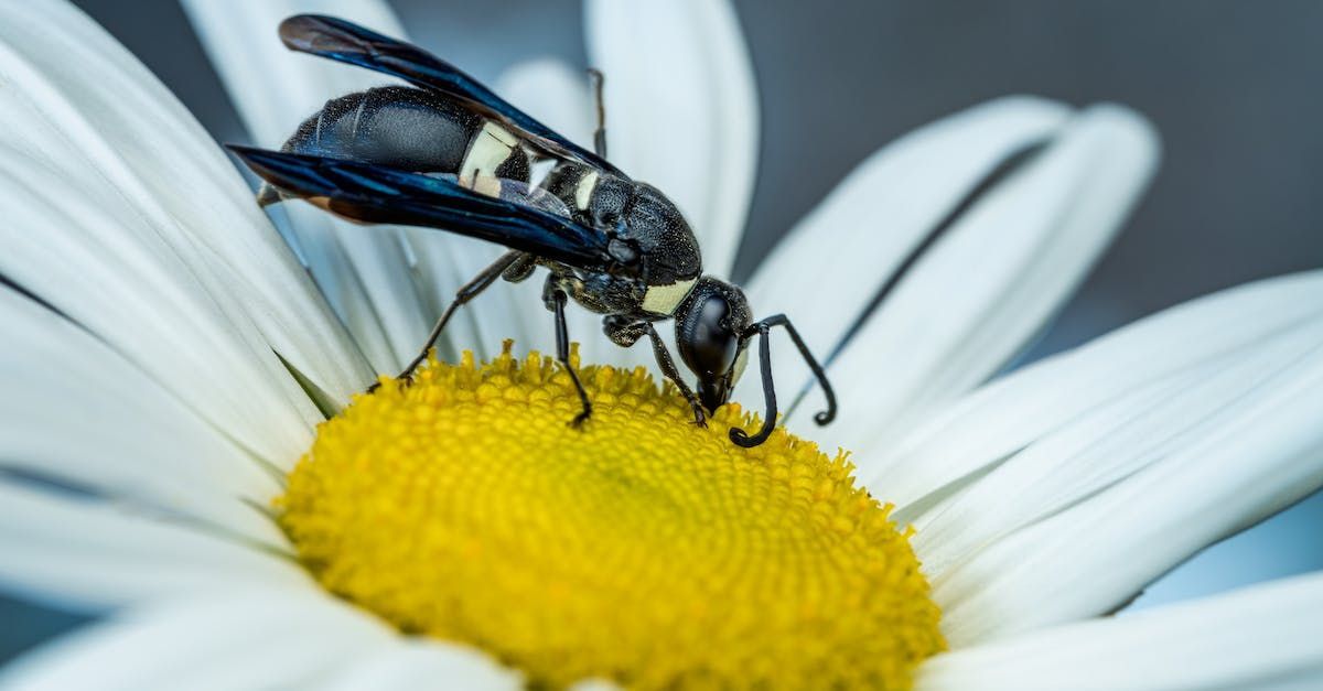 Wasps Removal | St. Charles MO | Buckingham Pest Control