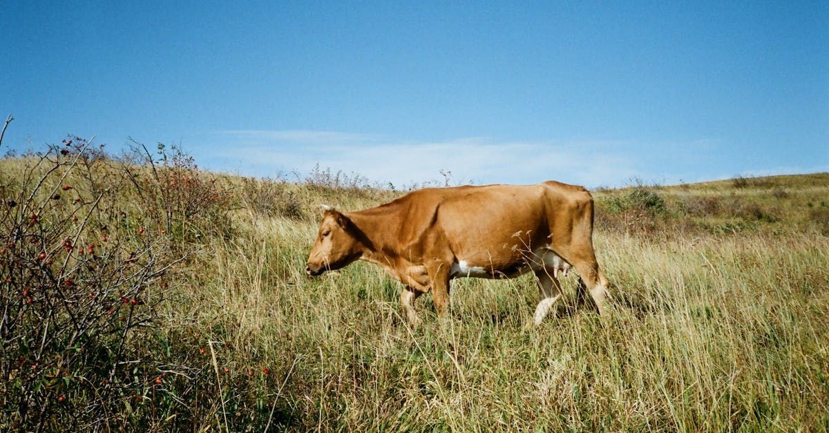 Dairy Suppliers in Doncaster