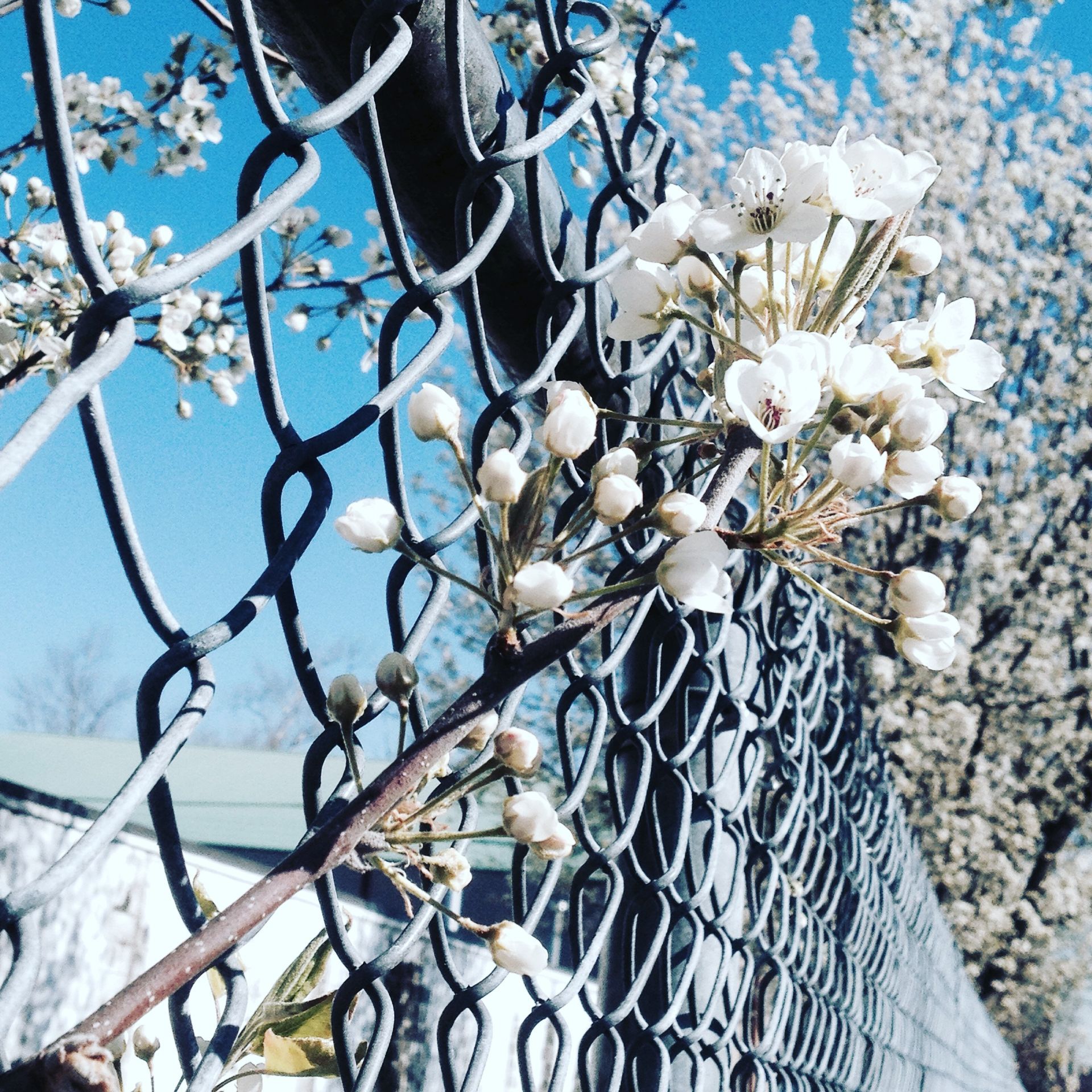 chain link fence with white flower growing