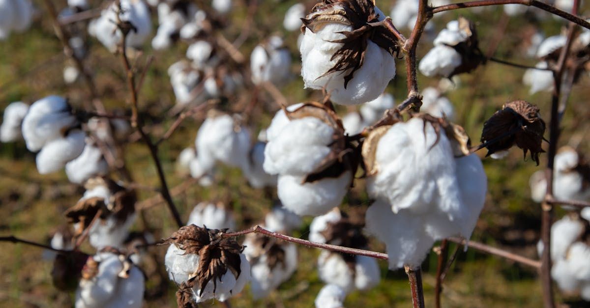 A bunch of white cotton balls growing on a cotton plant.