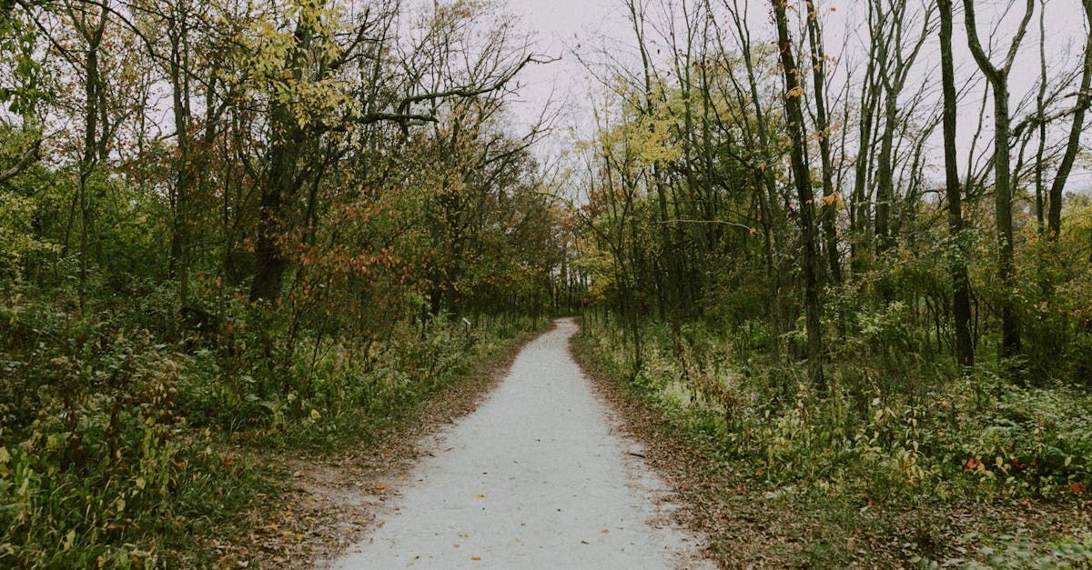 A path in the middle of a forest with trees on both sides.