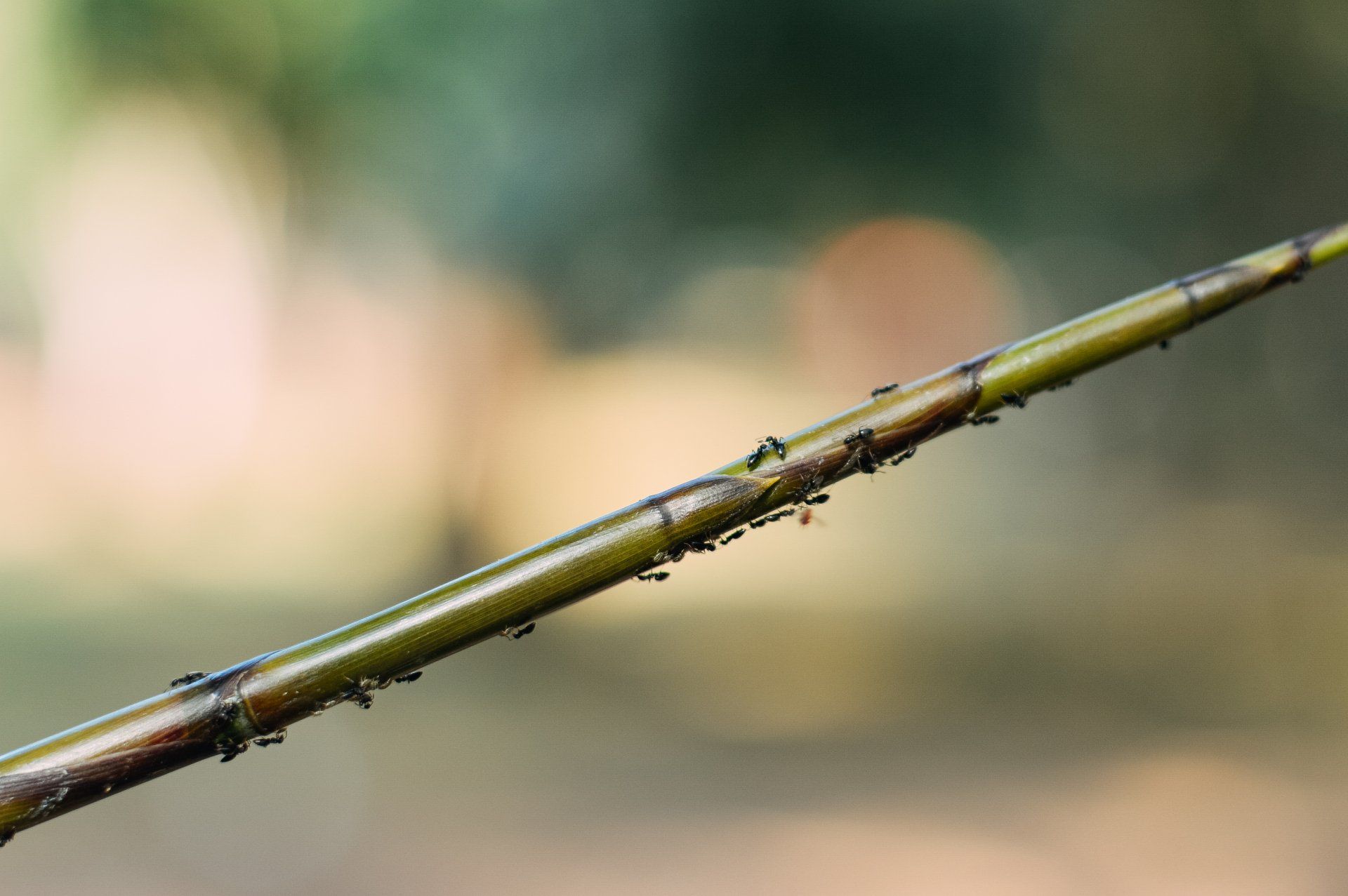 Ants on a Stick