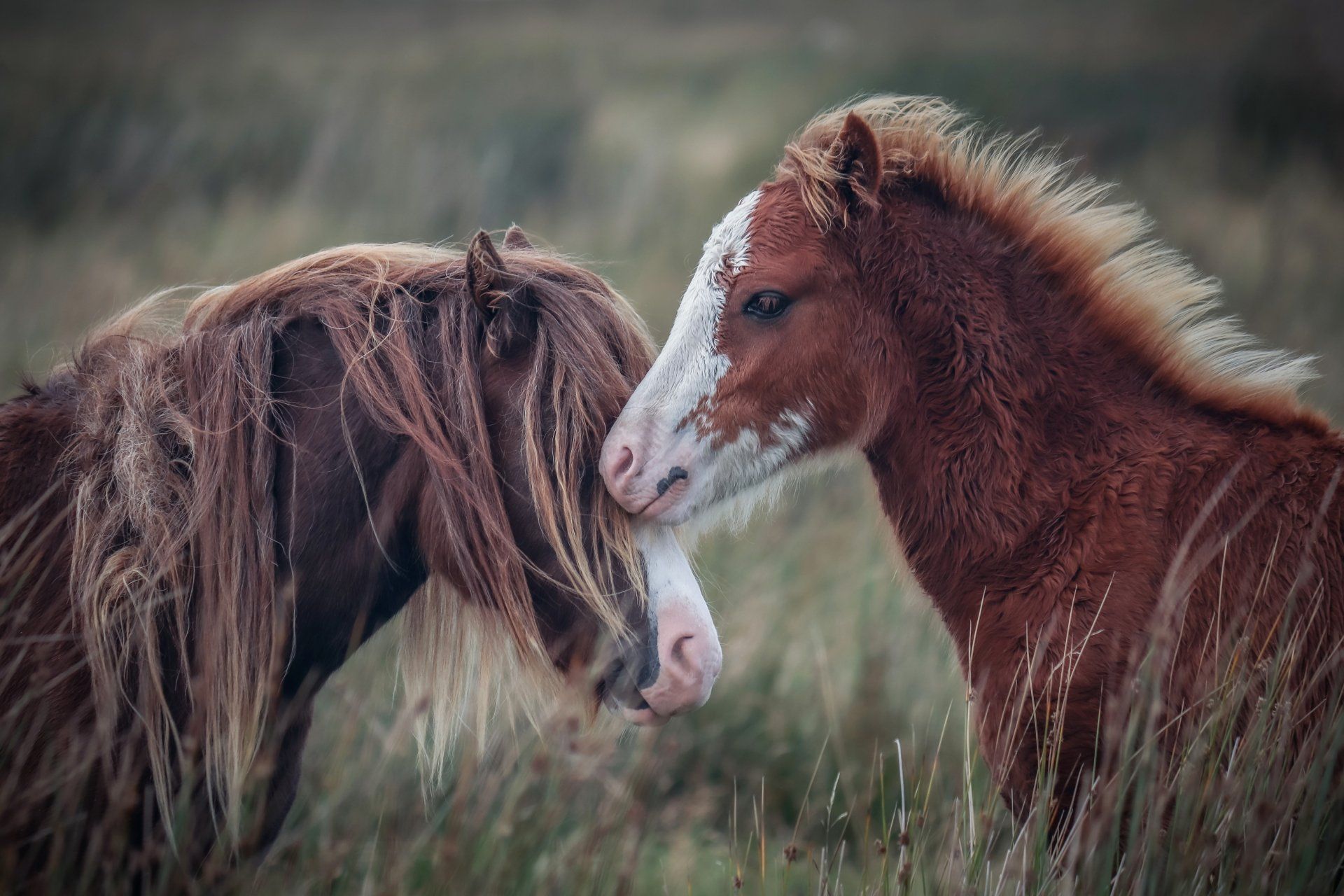 Ponies at Exmoor National Park in Somerset