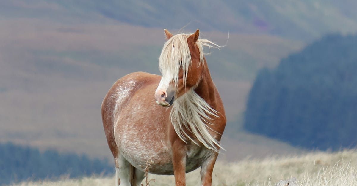 Wild Horses - A Poem by Sue Cartwright, Spiral Leaf