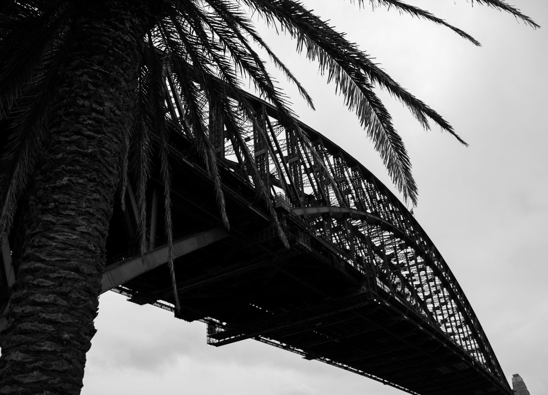 Foto em preto e branco da Sydney Harbour Bridge com tronco de palmeira e folhas em primeiro plano.
