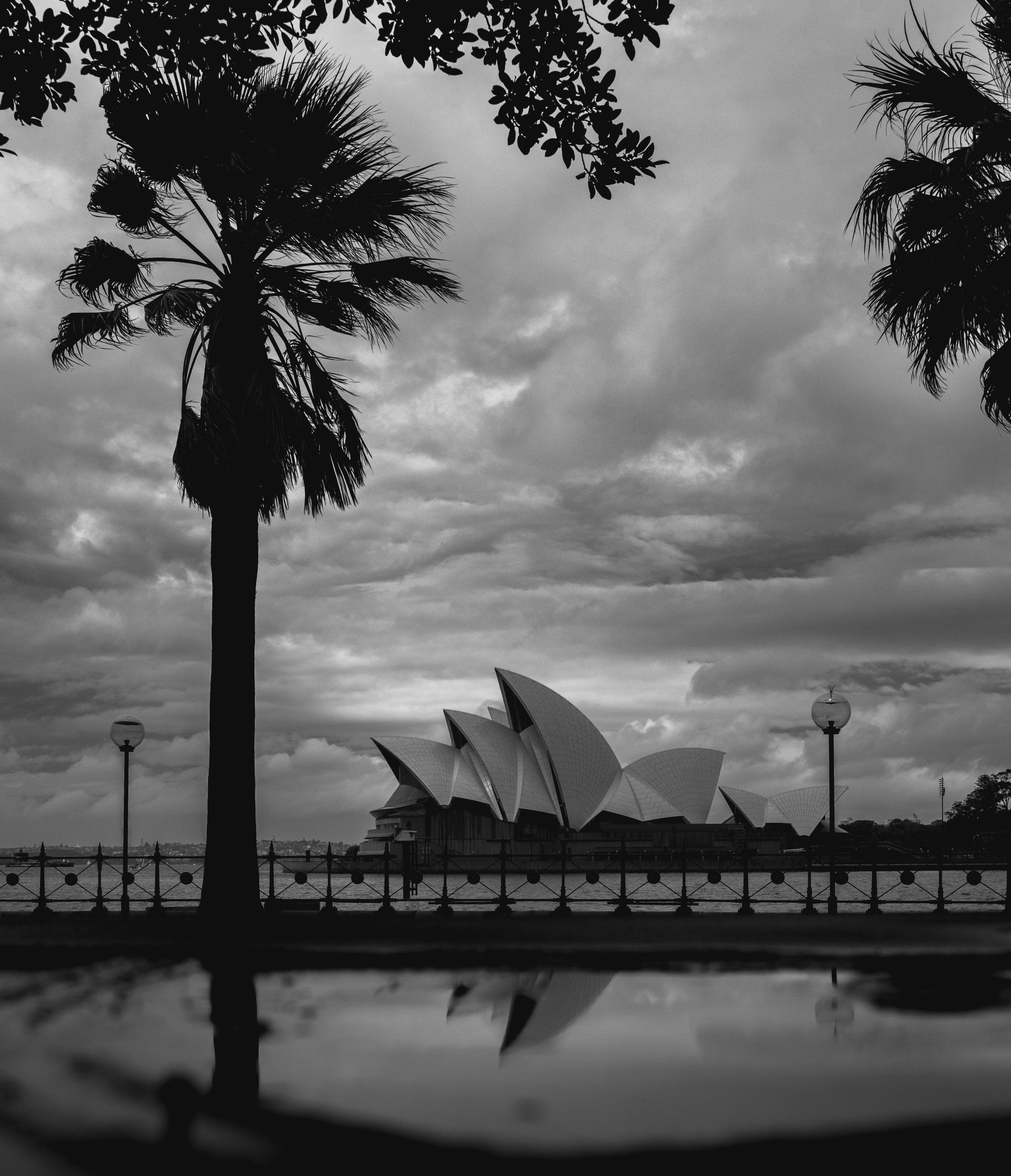 A Ópera de Sydney é silhueta de uma palmeira sob um céu nublado; reflexo na água.