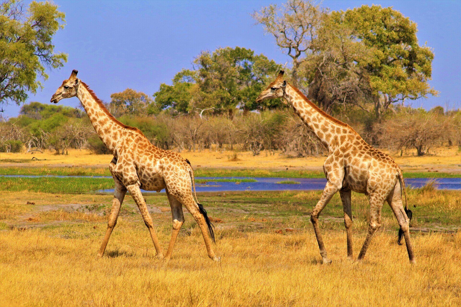 Two giraffes are walking in a field near a body of water.