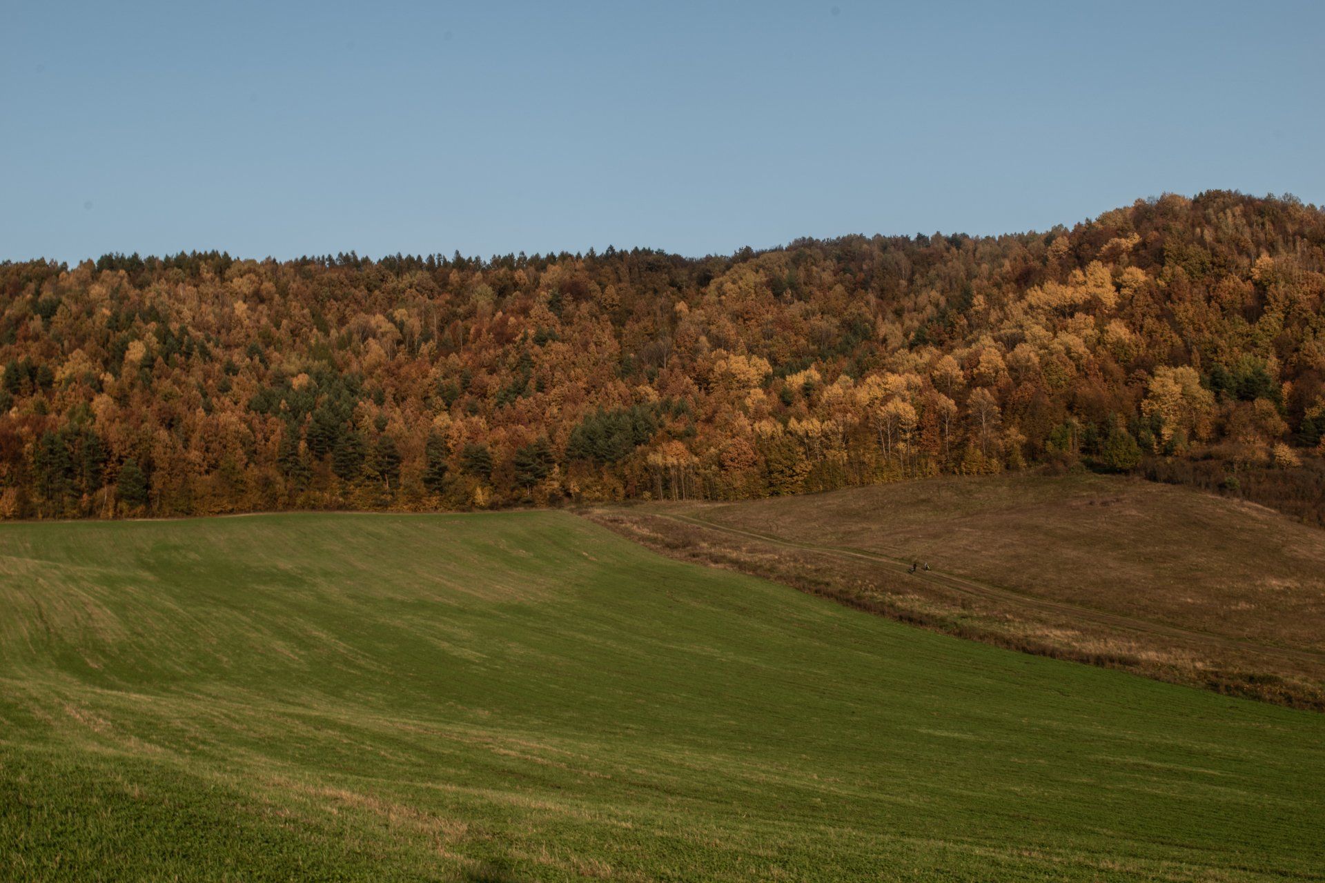 A field with a hill in the background and trees in the background