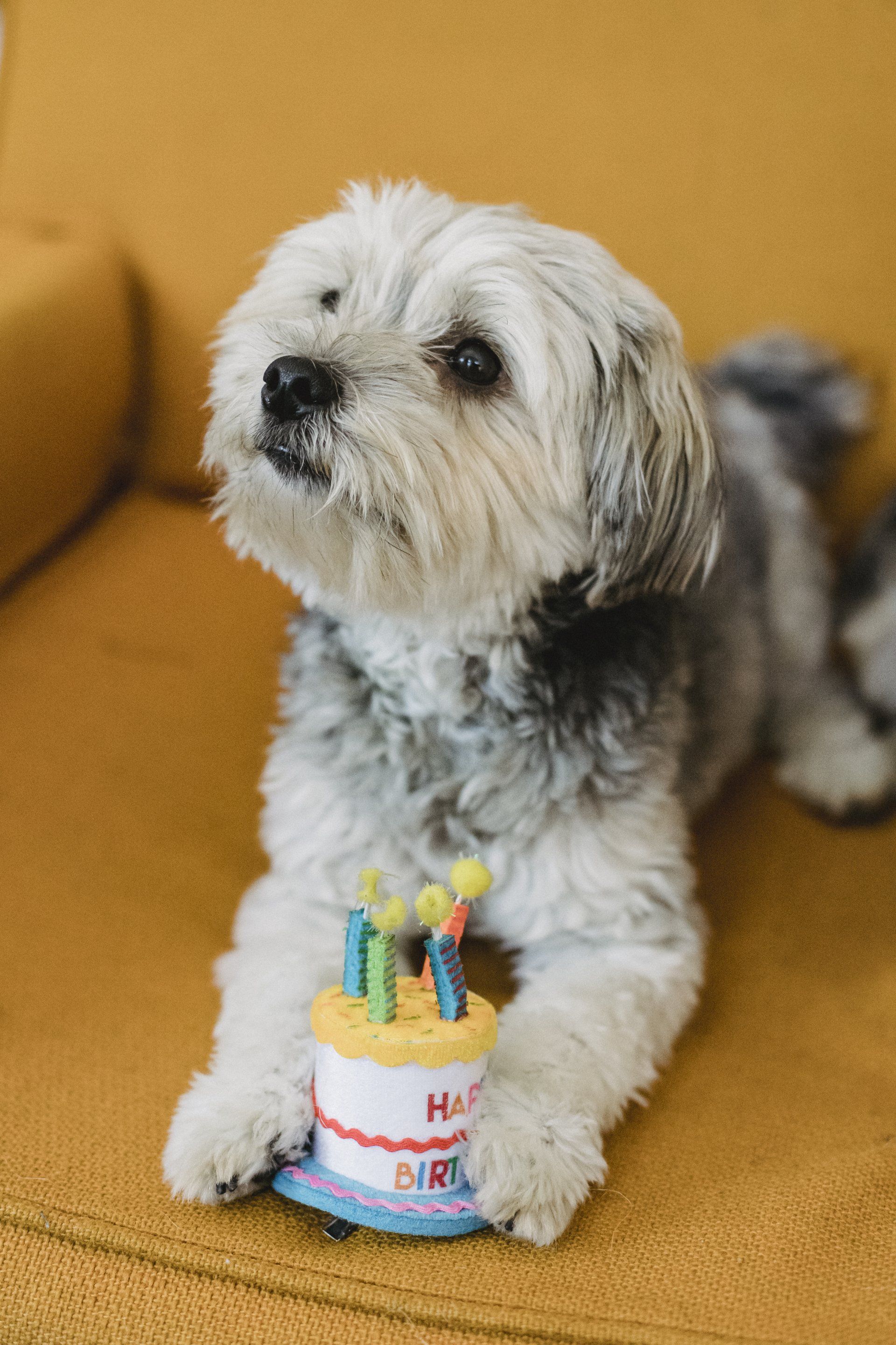 a small white dog is laying on a yellow couch holding a birthday cake toy .
