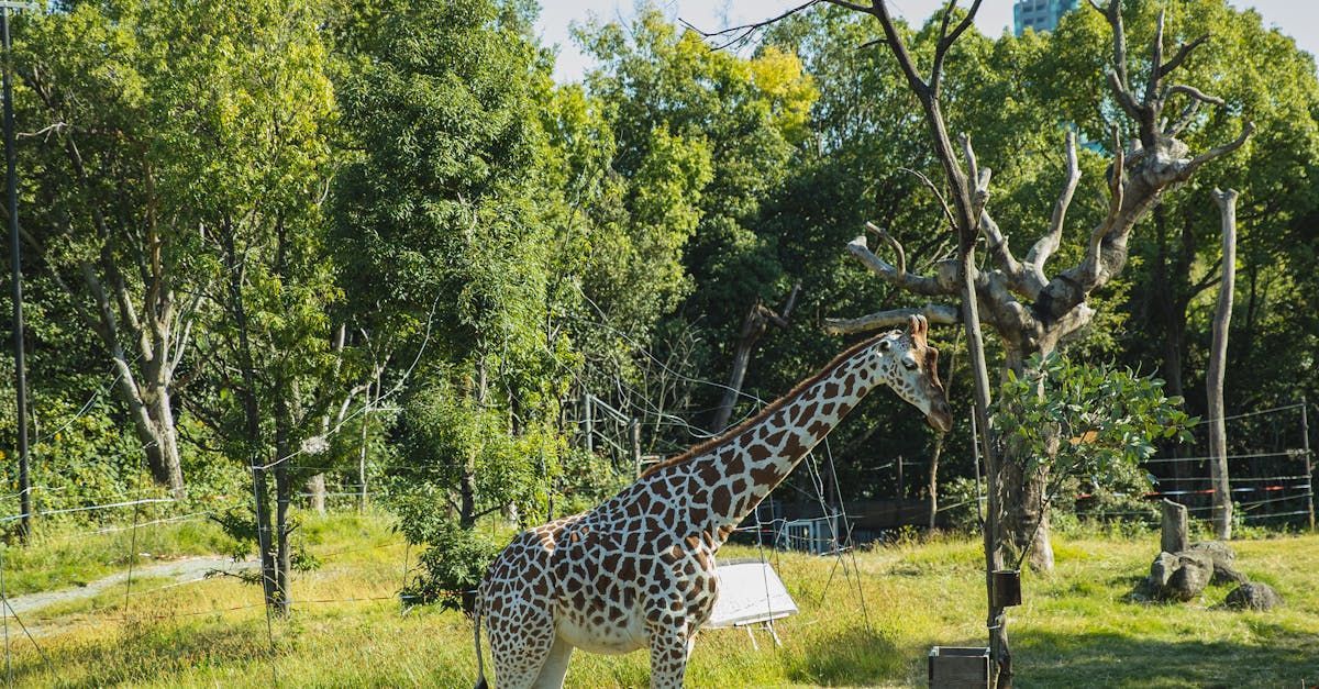 A giraffe is standing in the grass in a zoo enclosure.