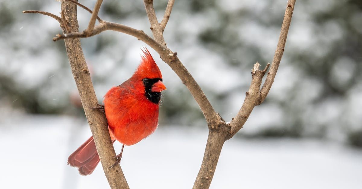 Red Cardinal in a tree
