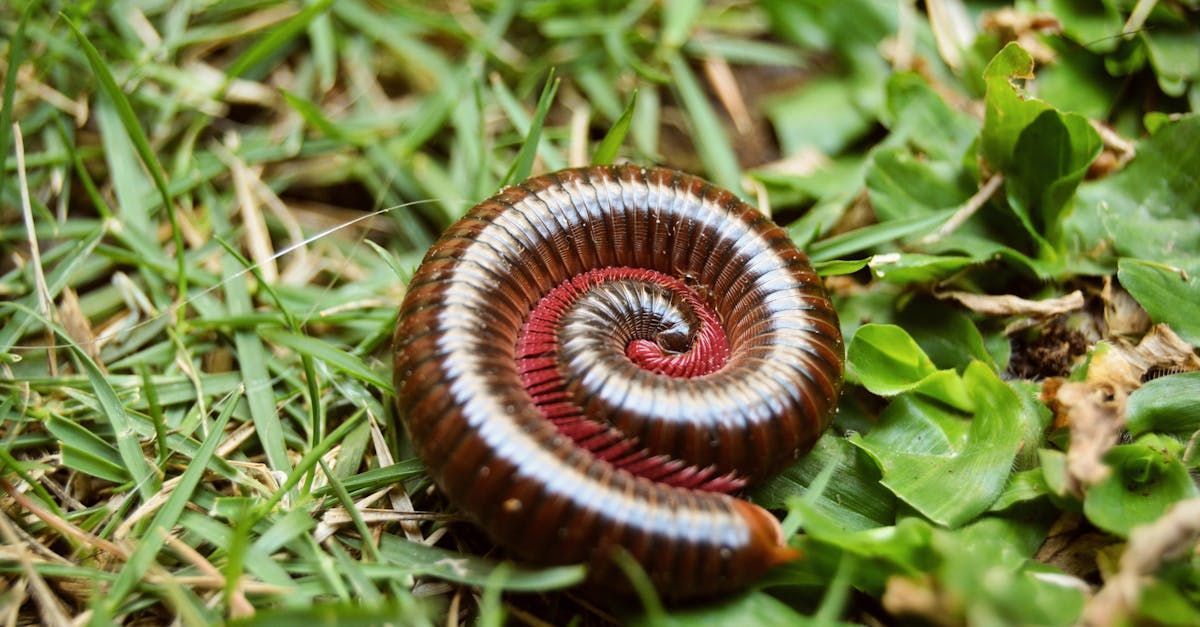 how to get rid of millipedes