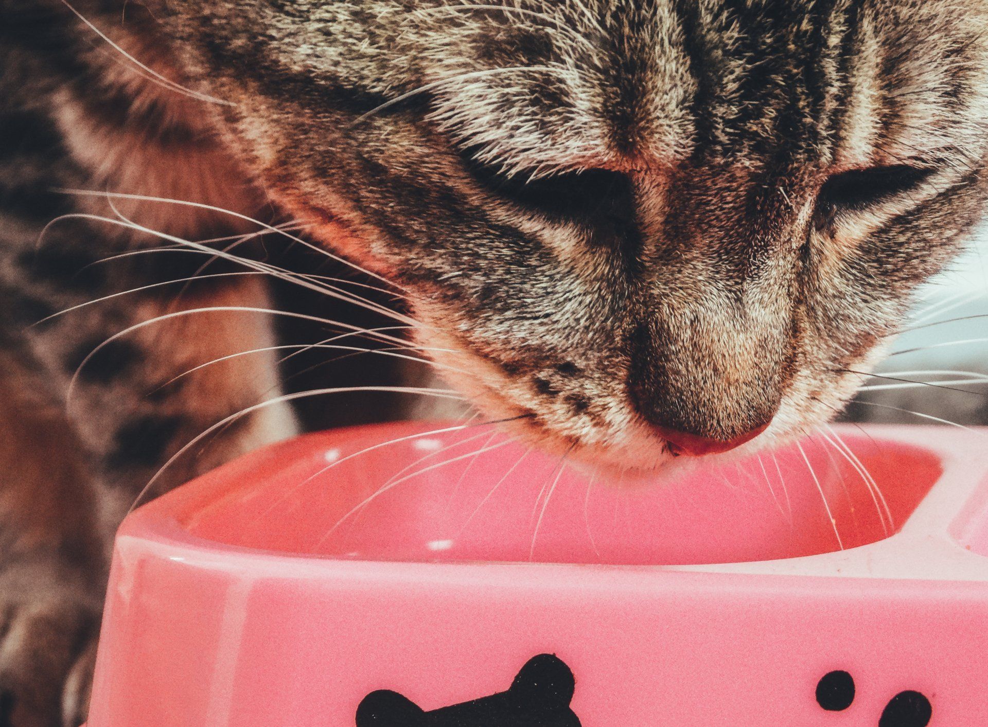 cat with hyperthyroidism eating an iodine-restricted diet