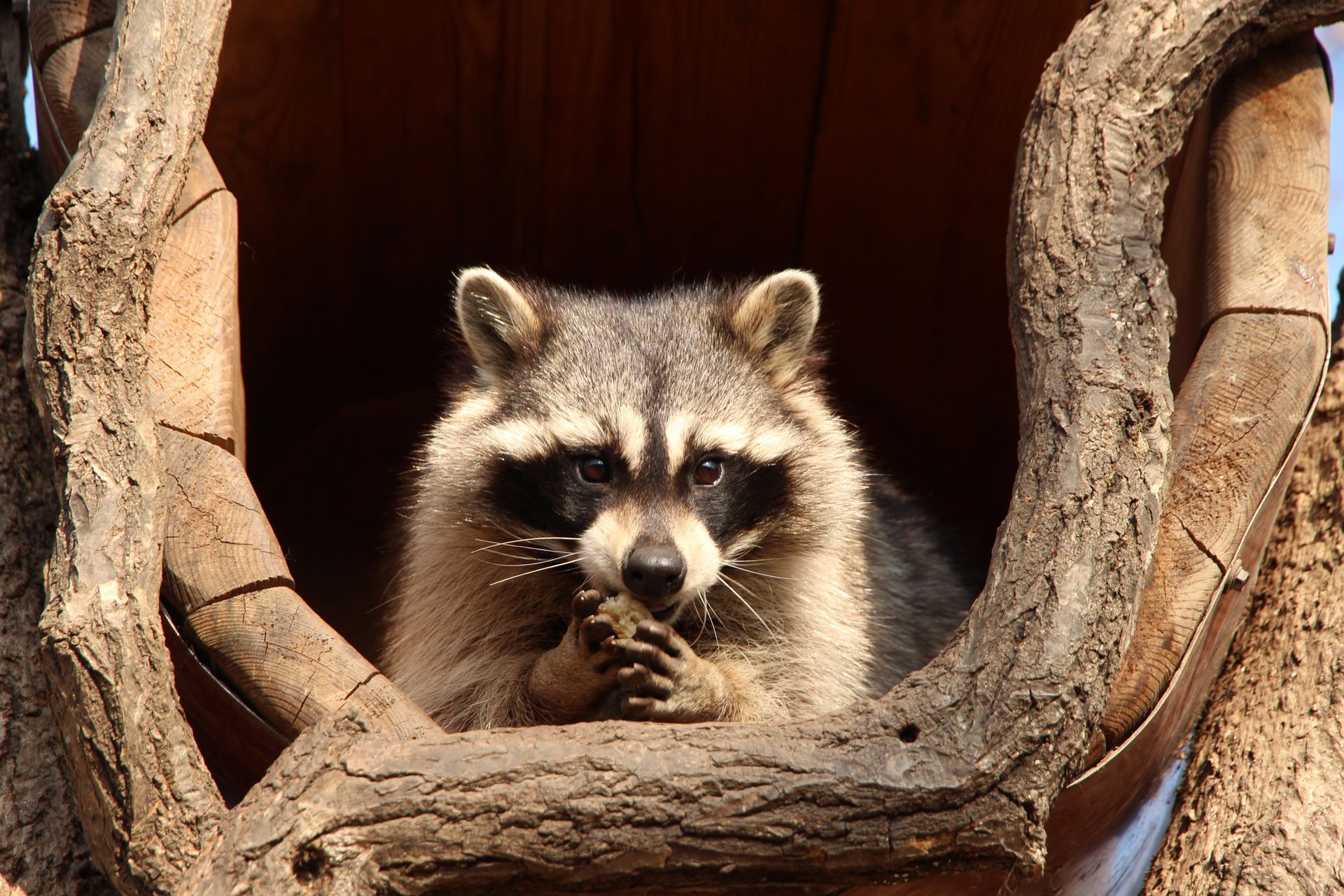 A raccoon is sitting in a hole in a tree