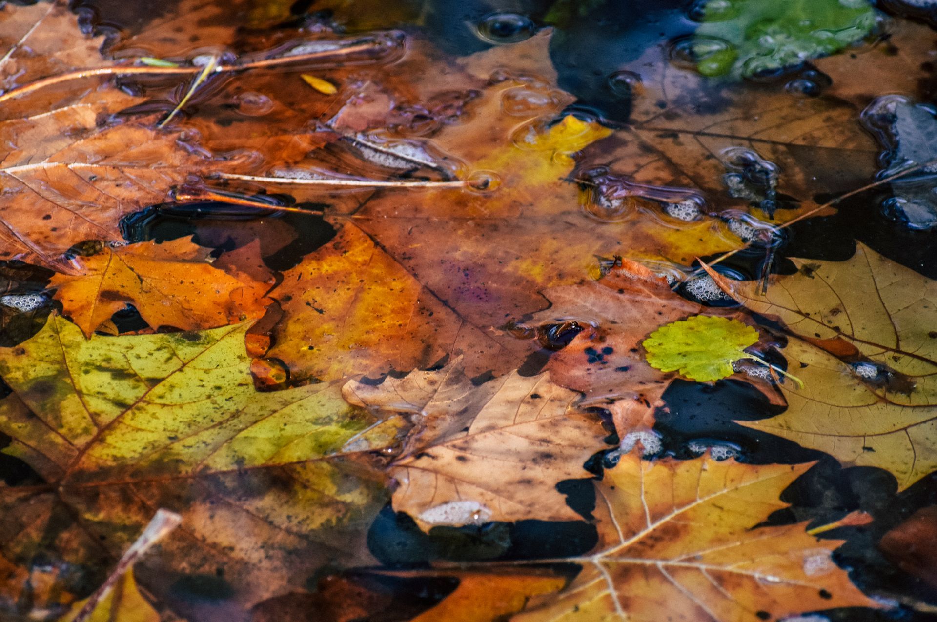 A pile of leaves floating on top of a body of water.